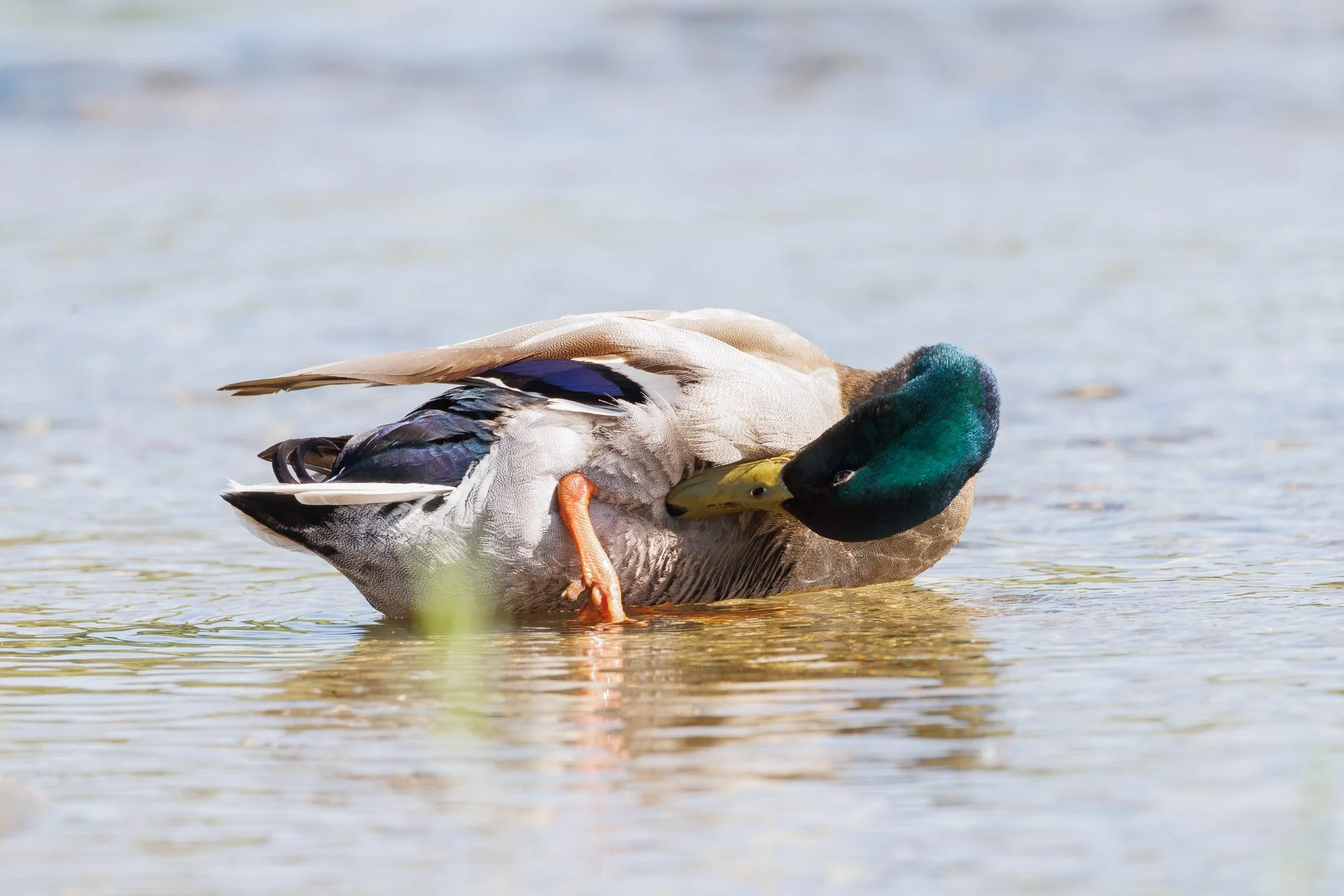 preening-©NadeenFlynnPhotography-0255-.jpg