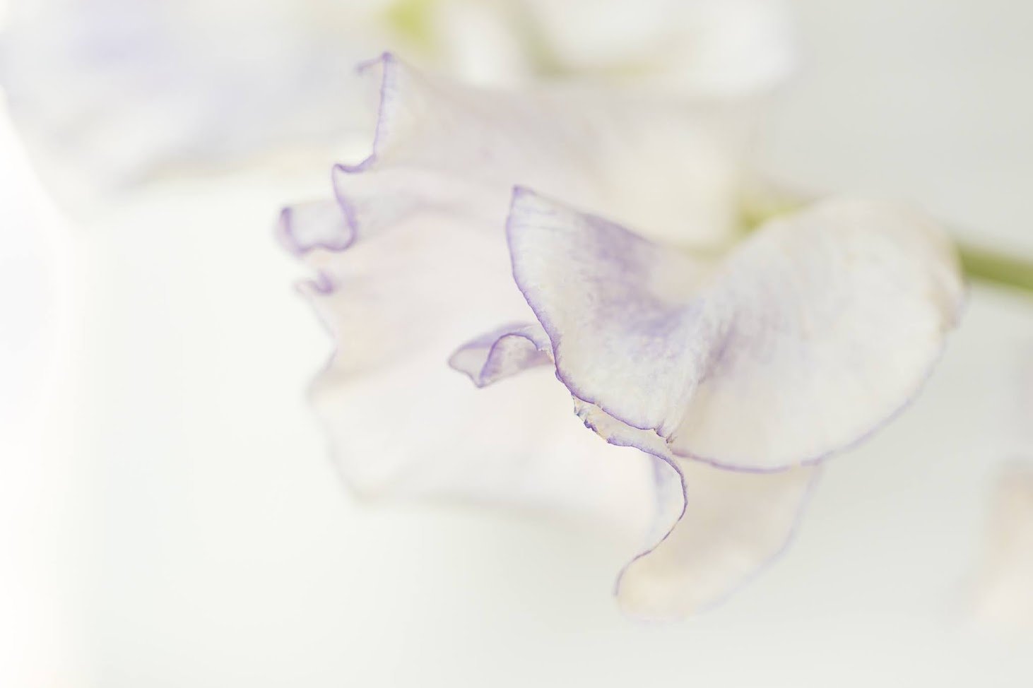 Sweet Smelling Sweet Peas | northern California photographer