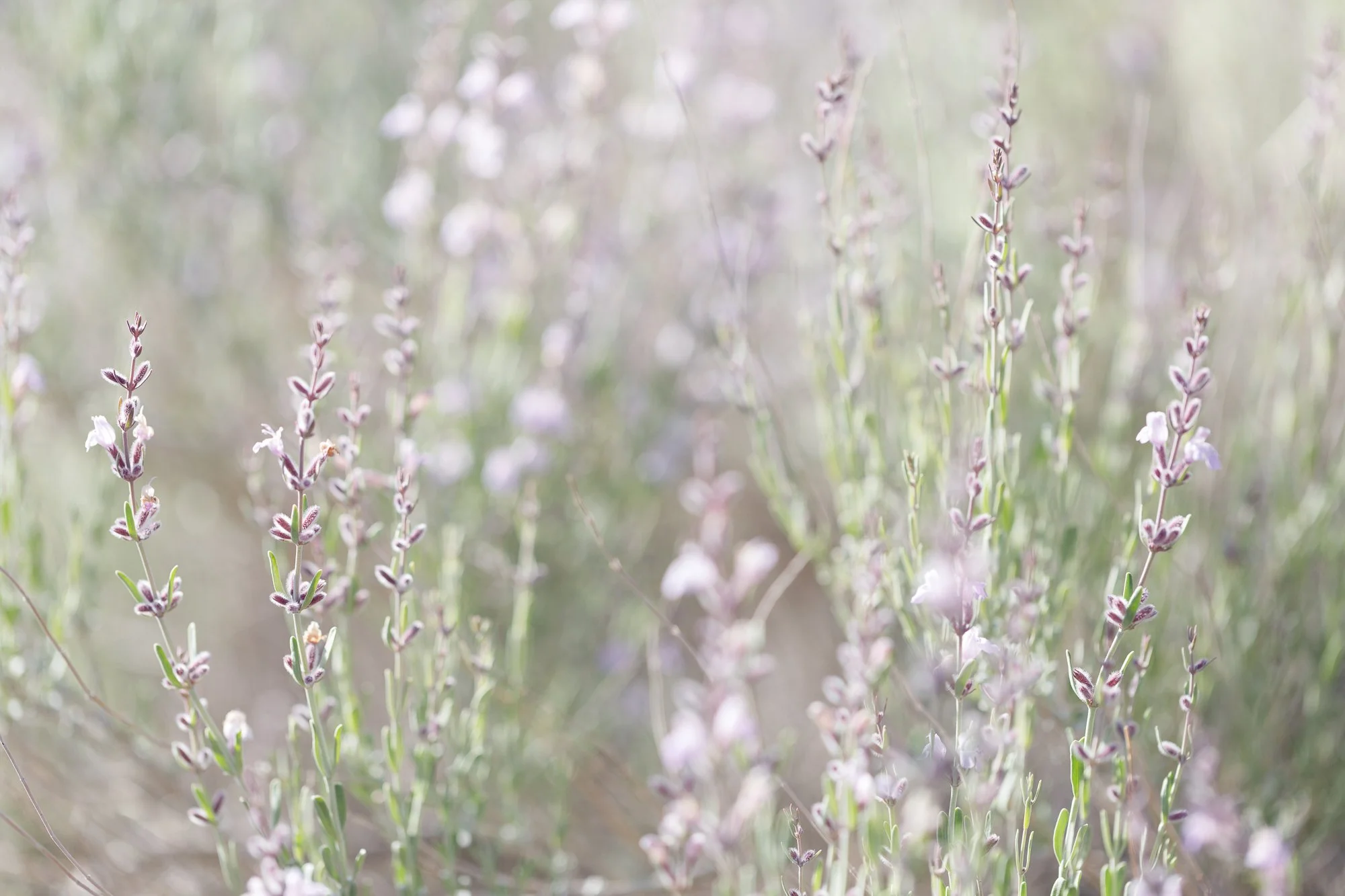 germander-sage-©NadeenFlynnPhotography-1475.jpg