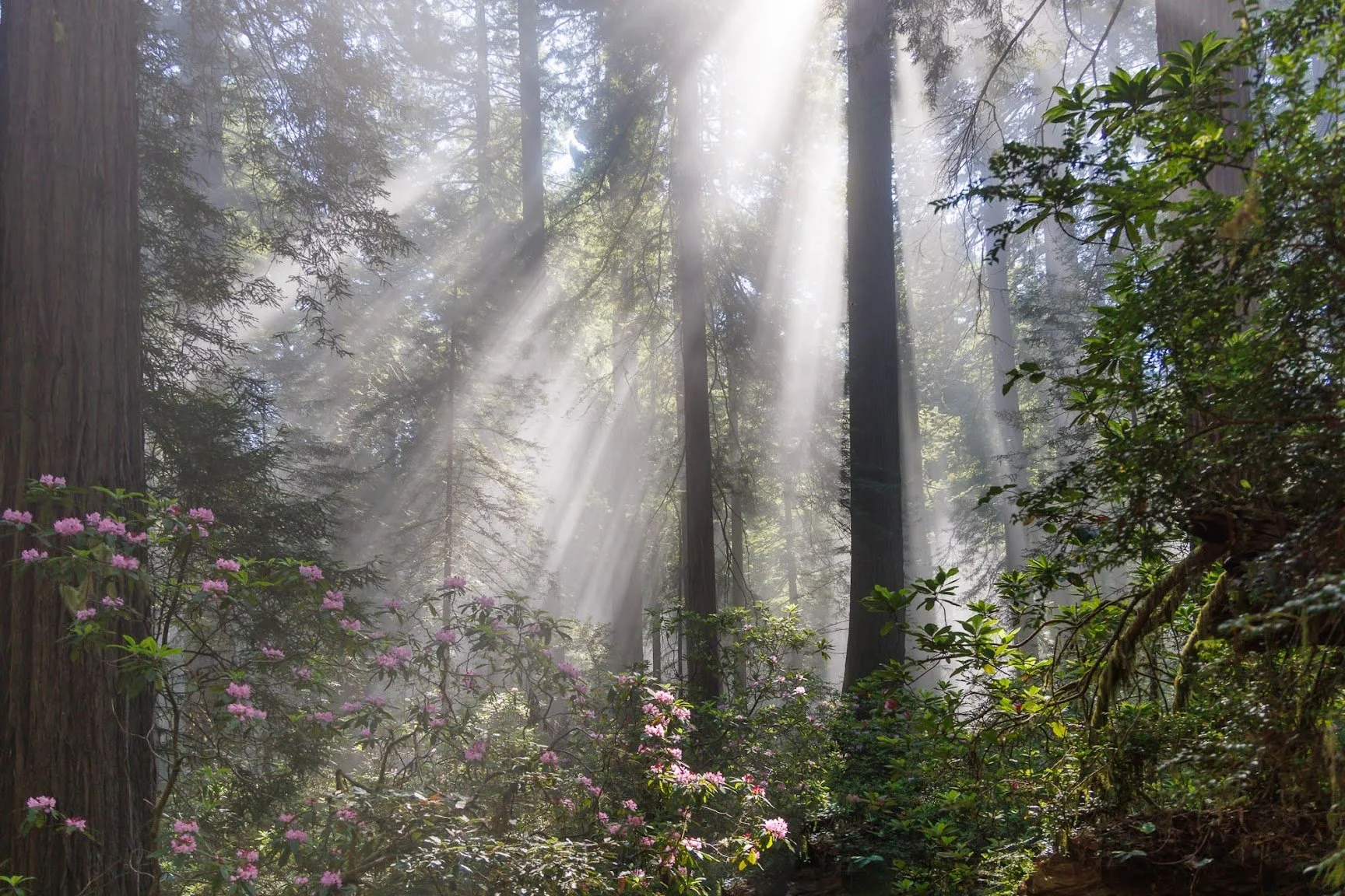 god-beams-redwood-np.jpeg