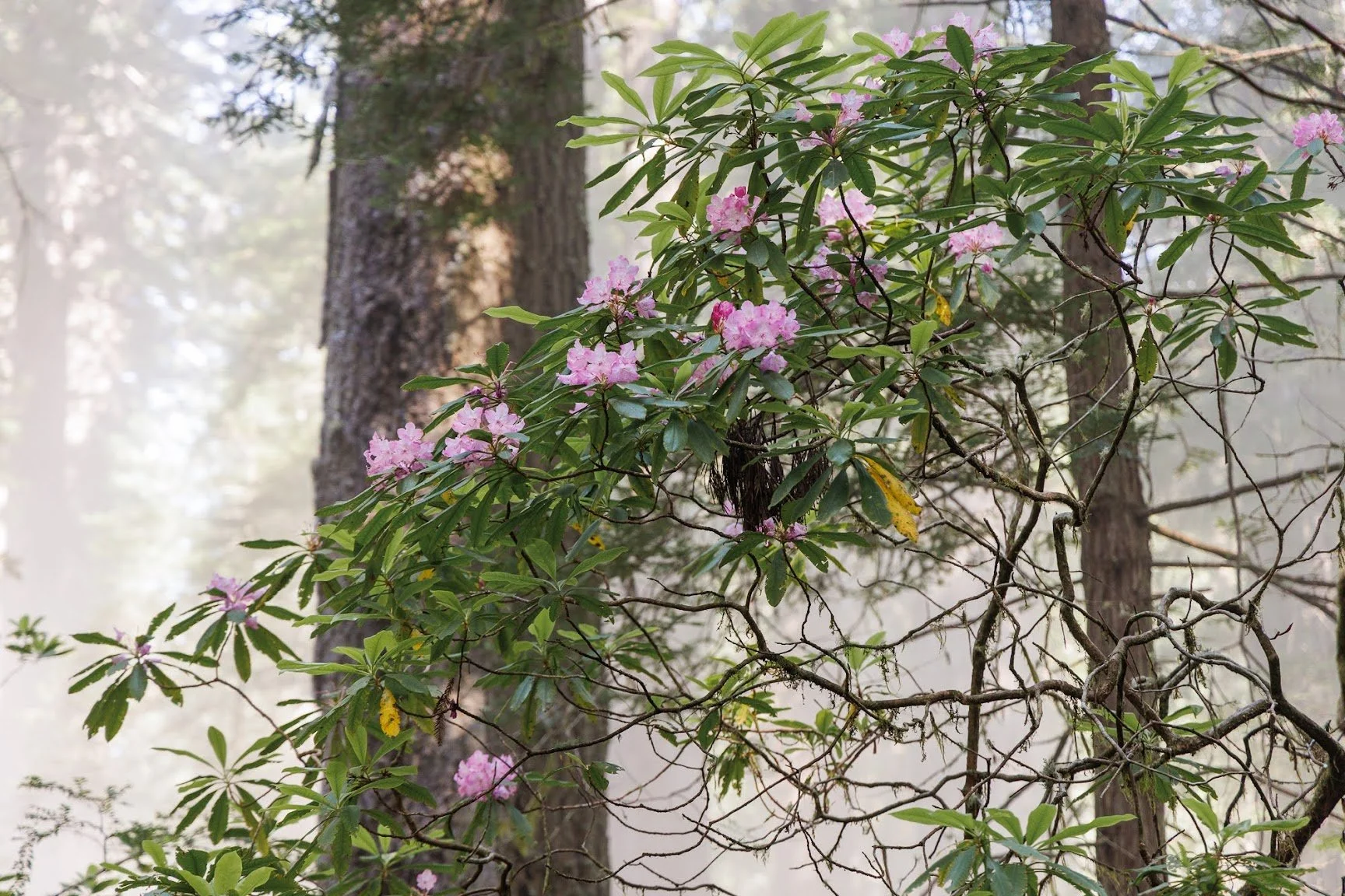 rhododendrons-redwoods-hp.jpeg