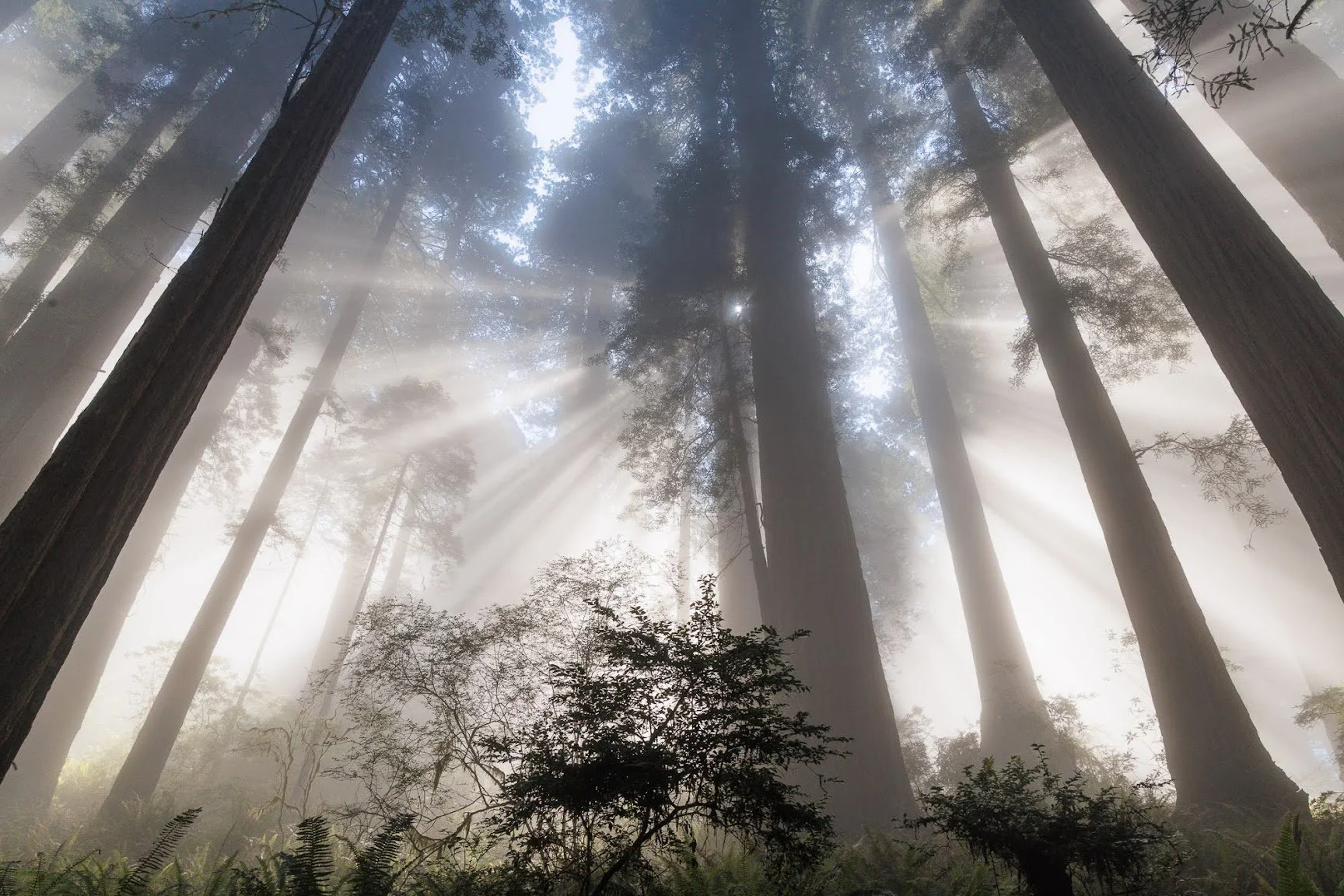 fod-beams-redwoods-np.jpeg