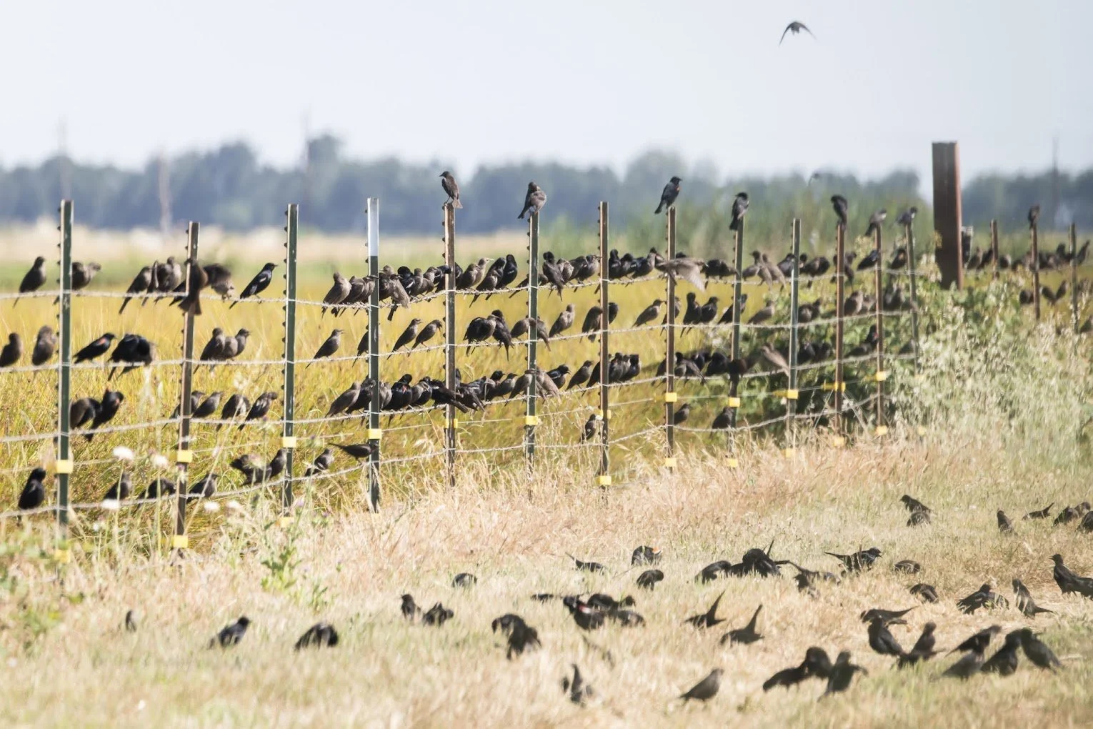 blackbirds-on-fence.jpeg