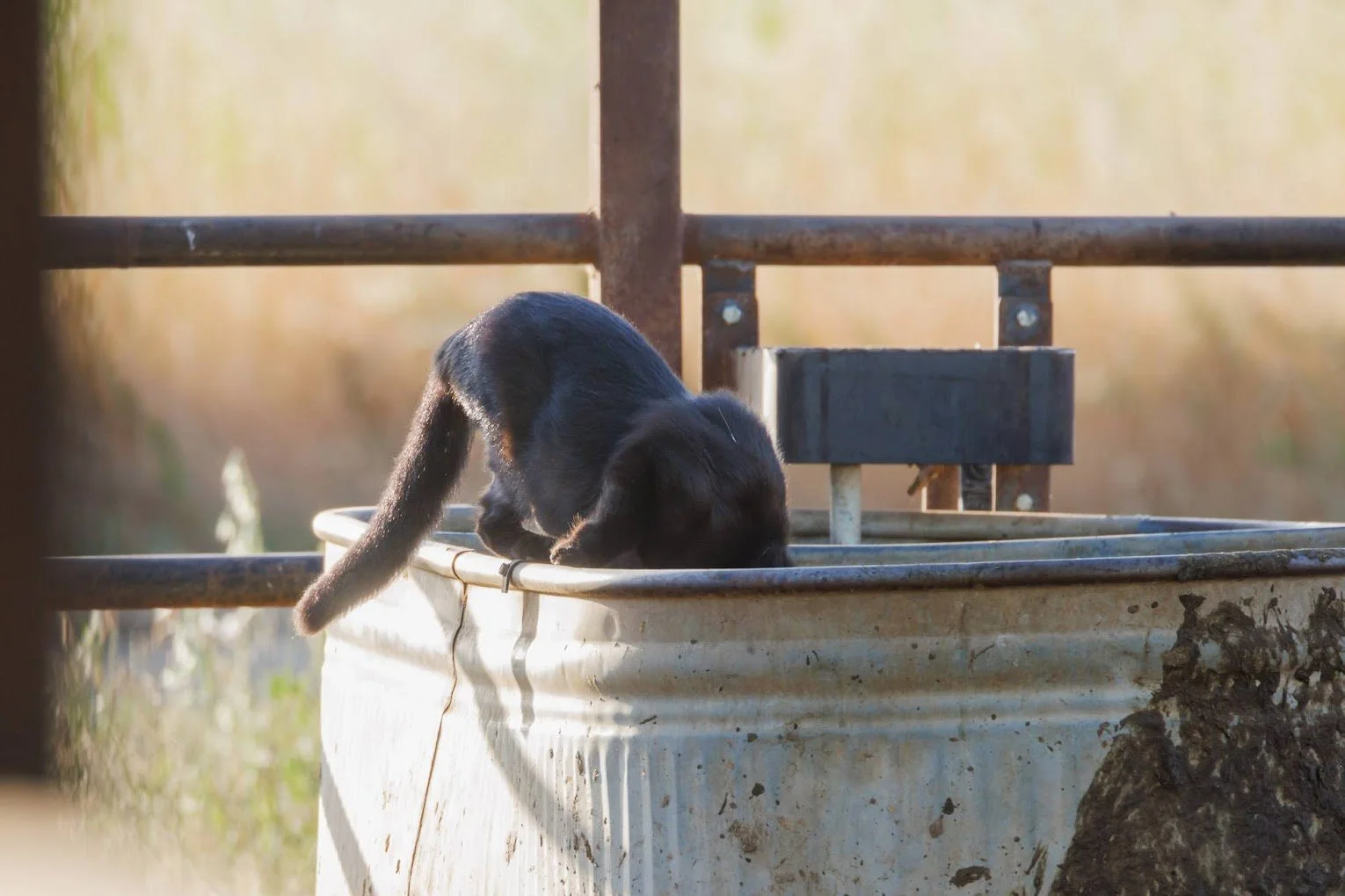 cat-at-water-trough.jpeg