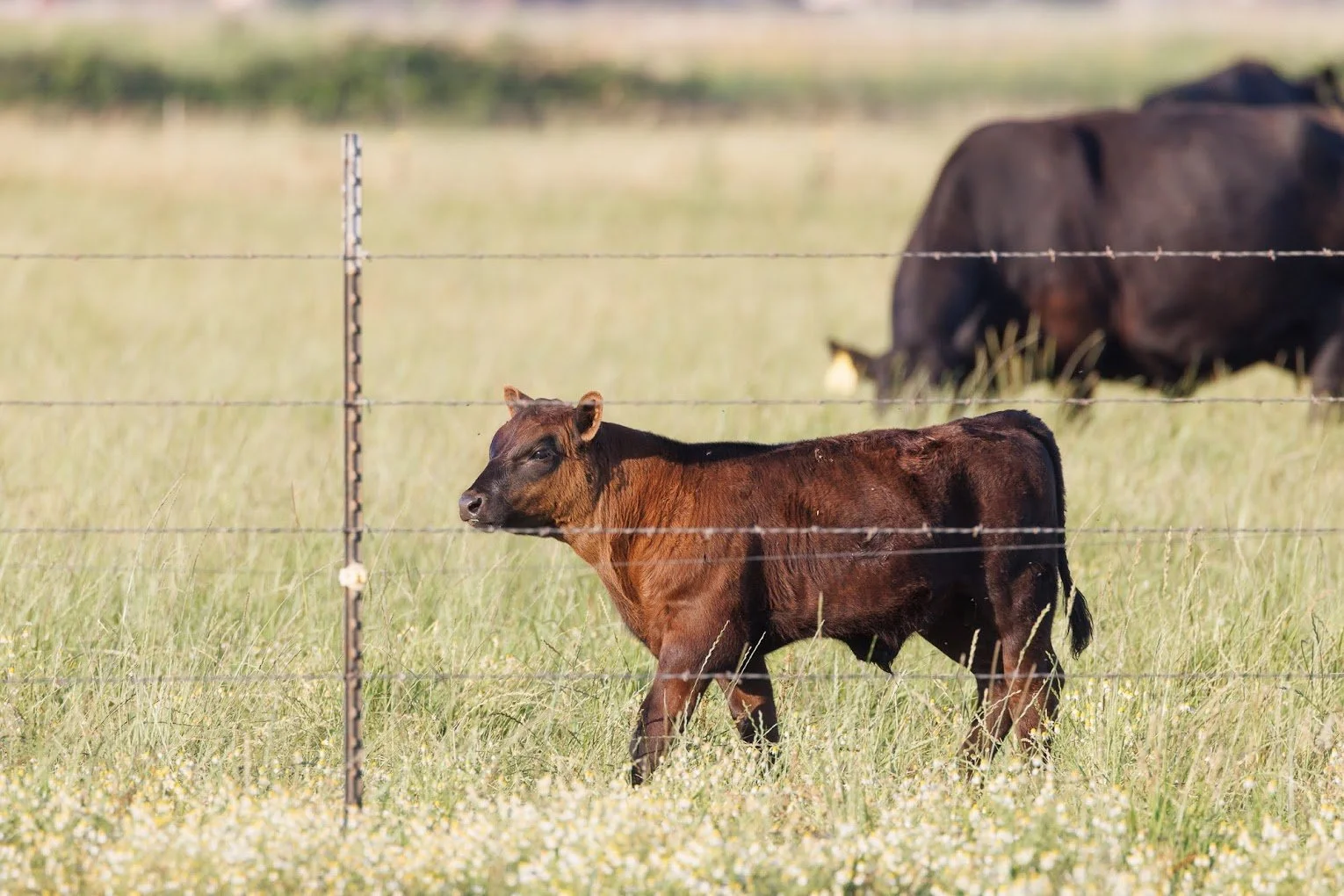 new-beef-calf.jpeg