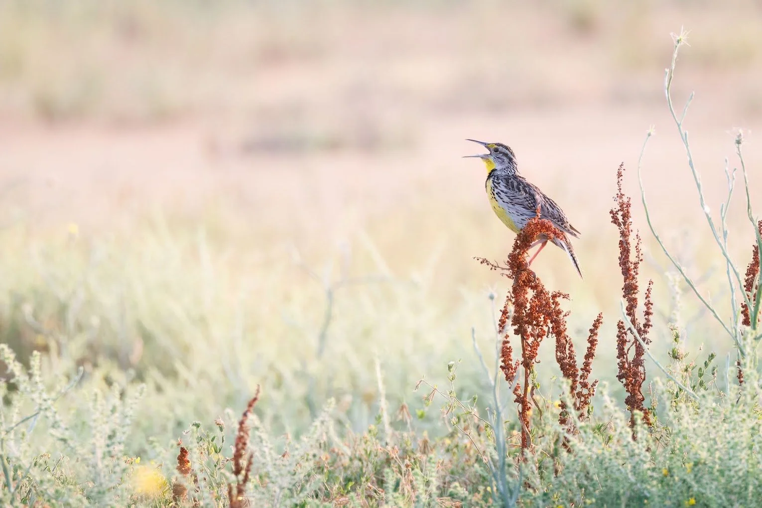 meadow-lark.jpeg