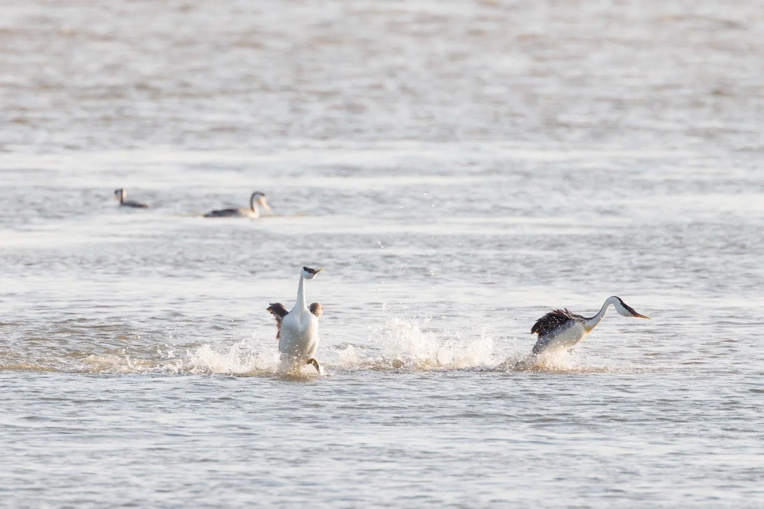 grebes-rushing.jpeg