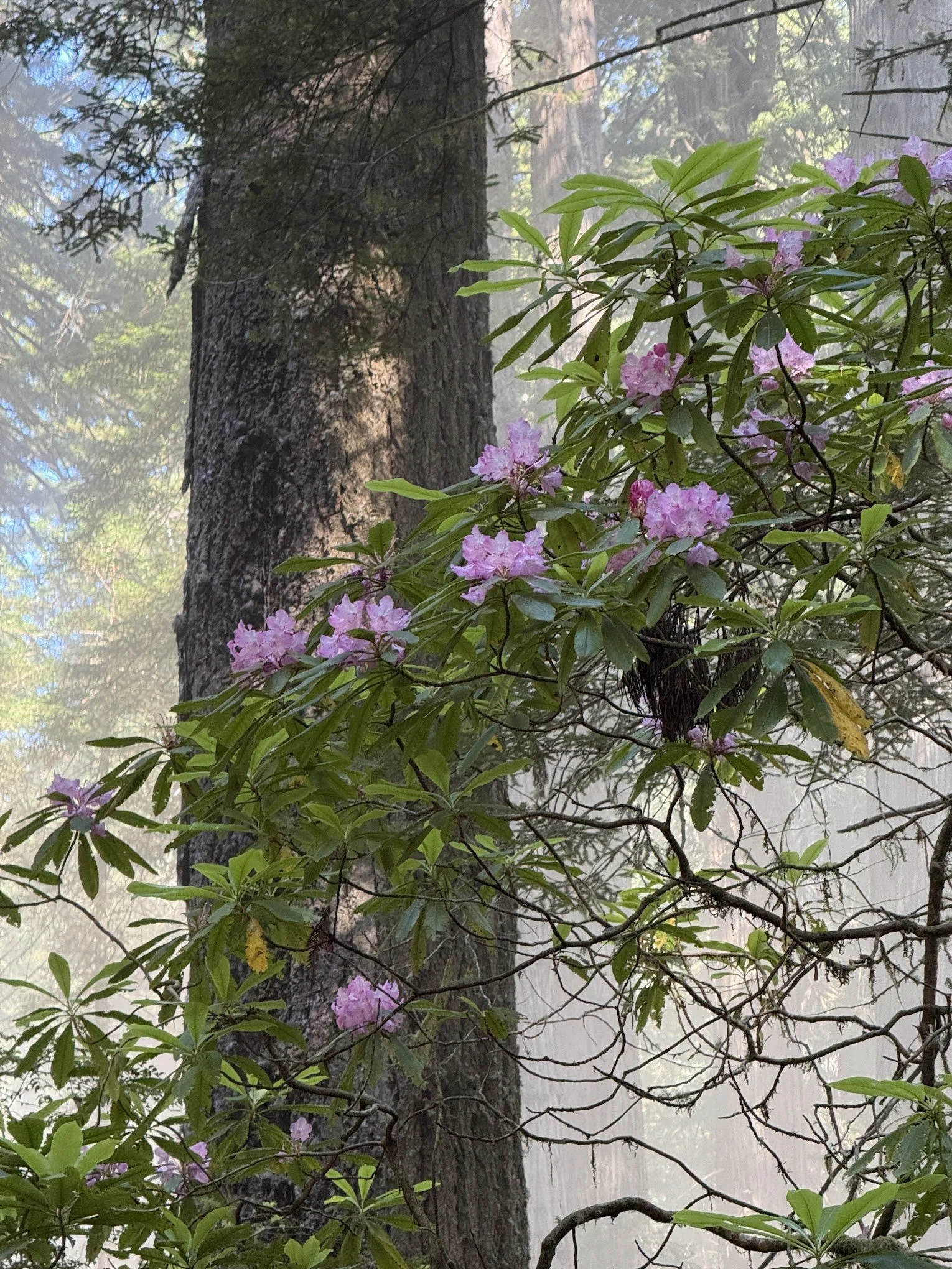 thododendrons-redwoods-np.jpeg