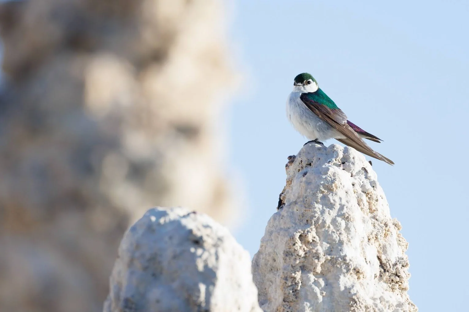 swallow-at-mono-lake.jpeg