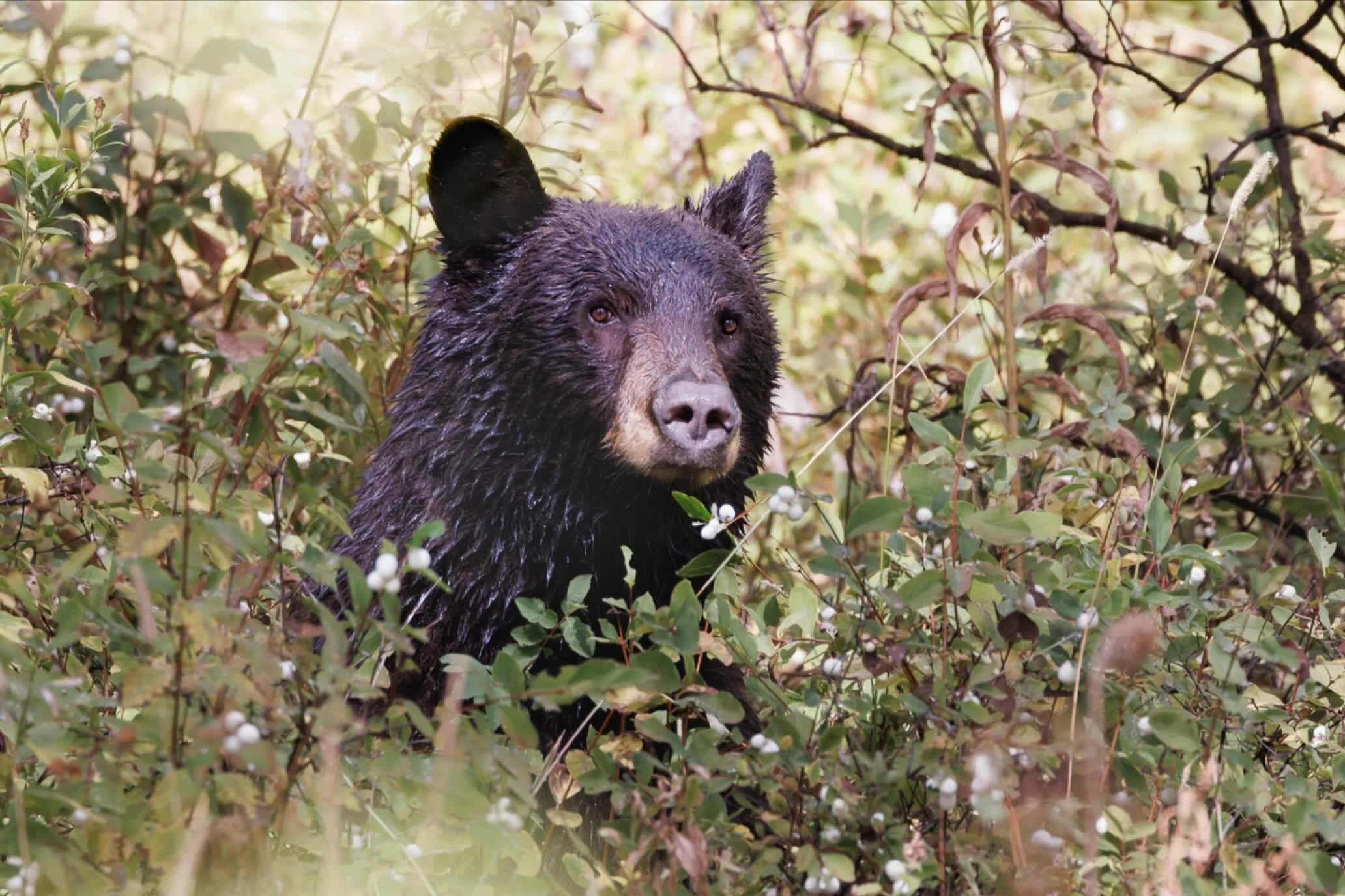 She took a moment from foraging and eating berries to look up out of the foliage. Then it was right back to eating. Gotta put on weight for the months ahead! 

Thanks to @neilsimmonsphotography and @wildly.tristen of @roamwildphototours for guiding u