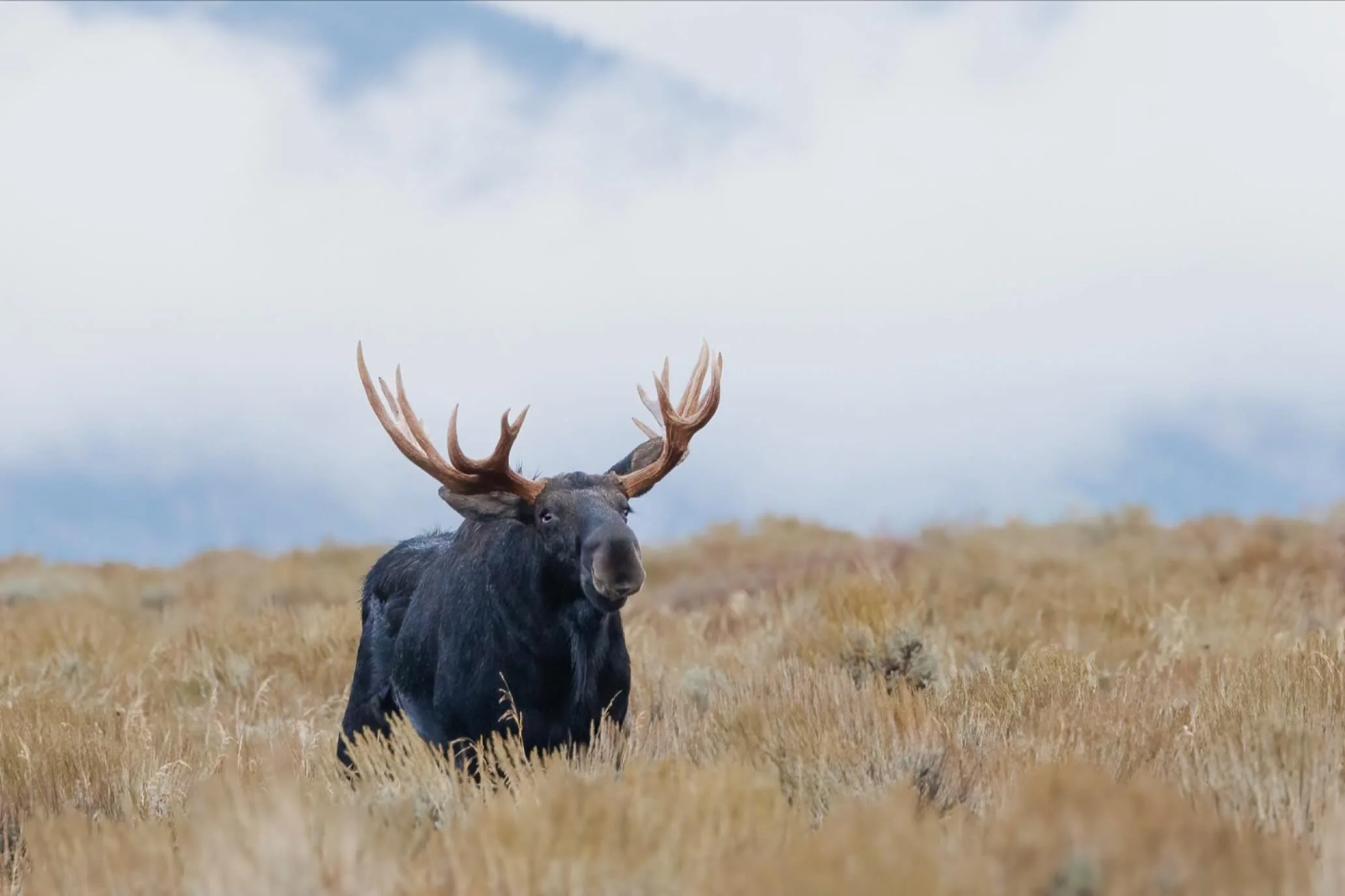 A moose stood strong in a wide, open field of tall, dry grass. Its massive frame was outlined against a backdrop of golden grass, clouds, and distant mountains with its dark brown fur contrasting with the soft yellows of the landscape. He was out loo