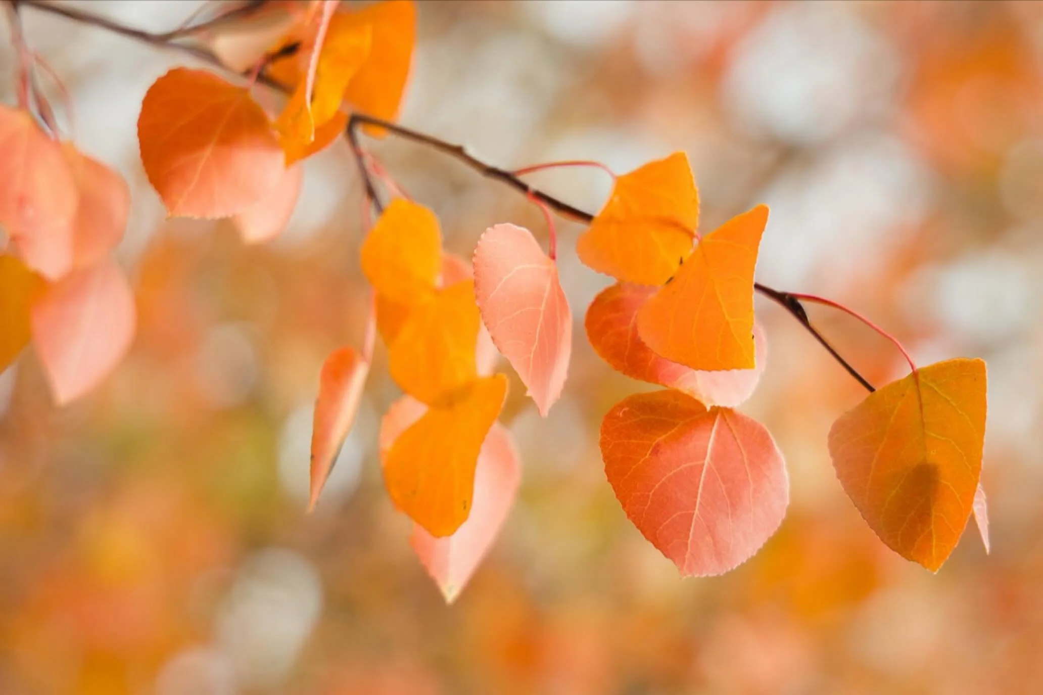 Lovely fall color in @grandtetonnps .