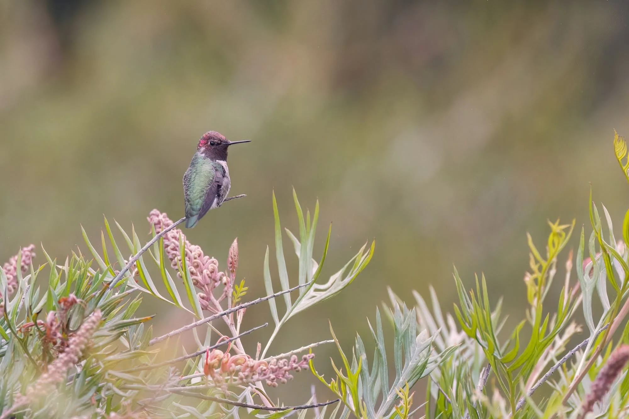 annas-hummingbird-resting-©NadeenFlynnPhotography-1707-_Original.jpeg