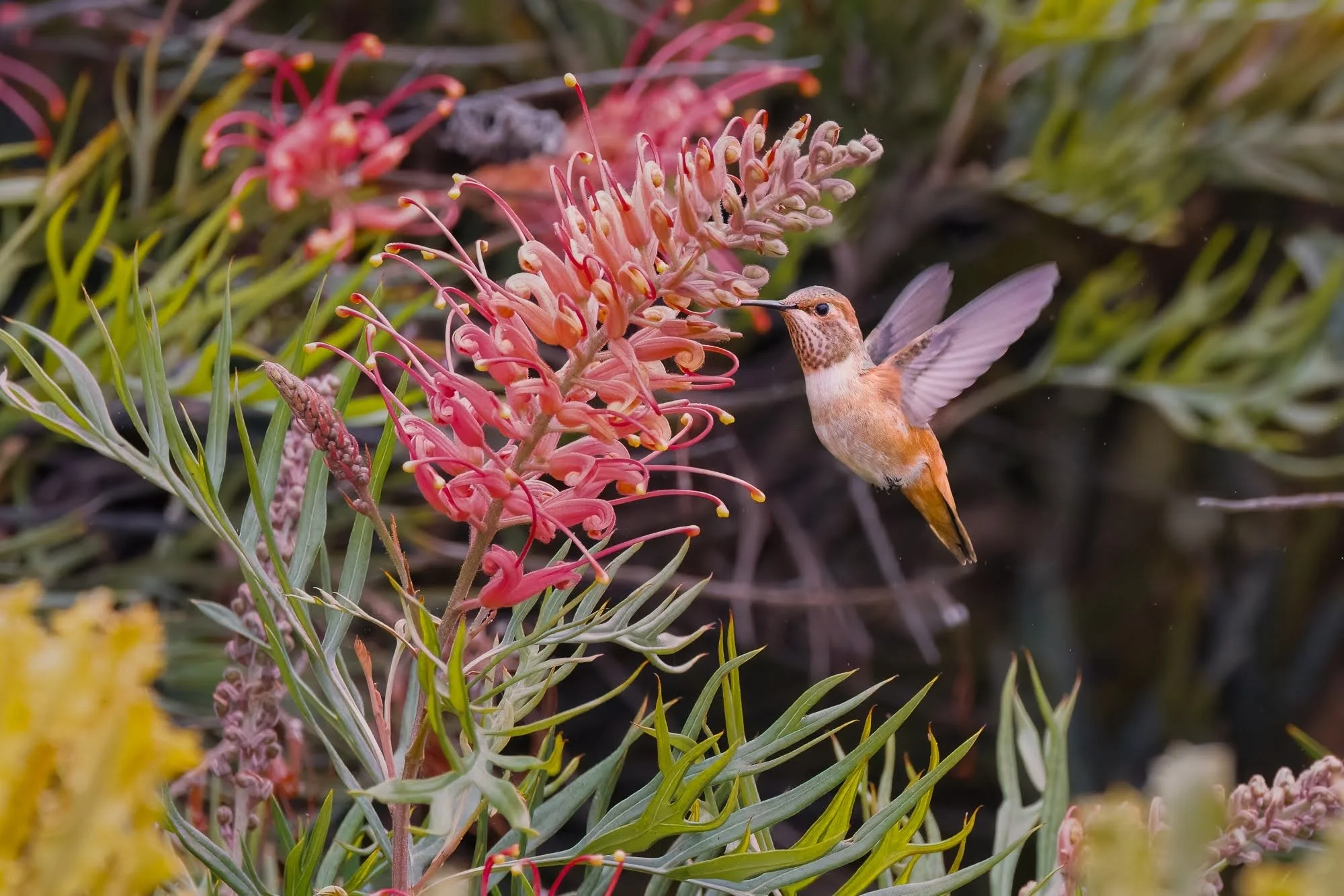 rufus-hummingbird-©NadeenFlynnPhotography-1747-_Original.jpeg