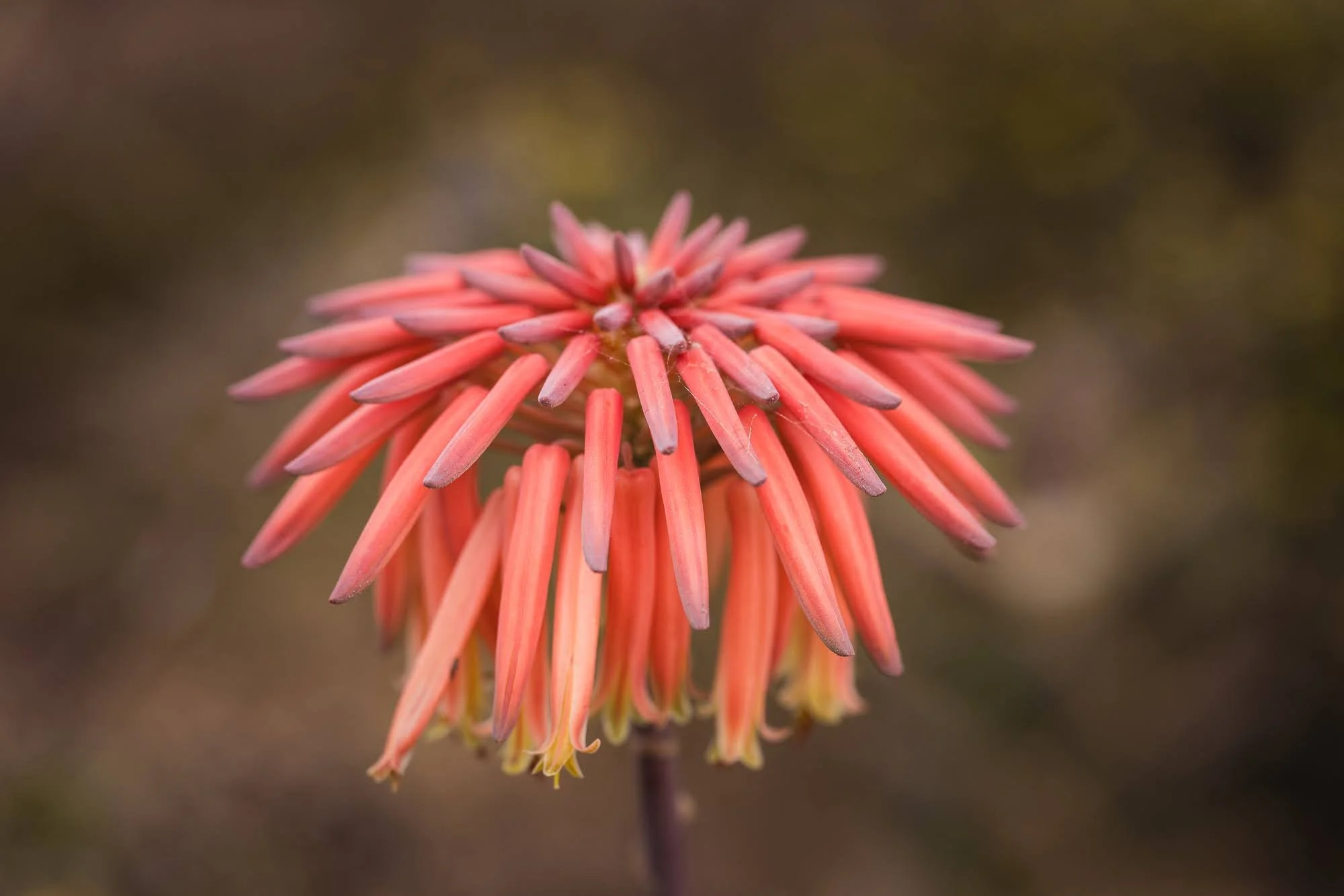 soap-aloe-©NadeenFlynnPhotography-1755_Original.jpeg
