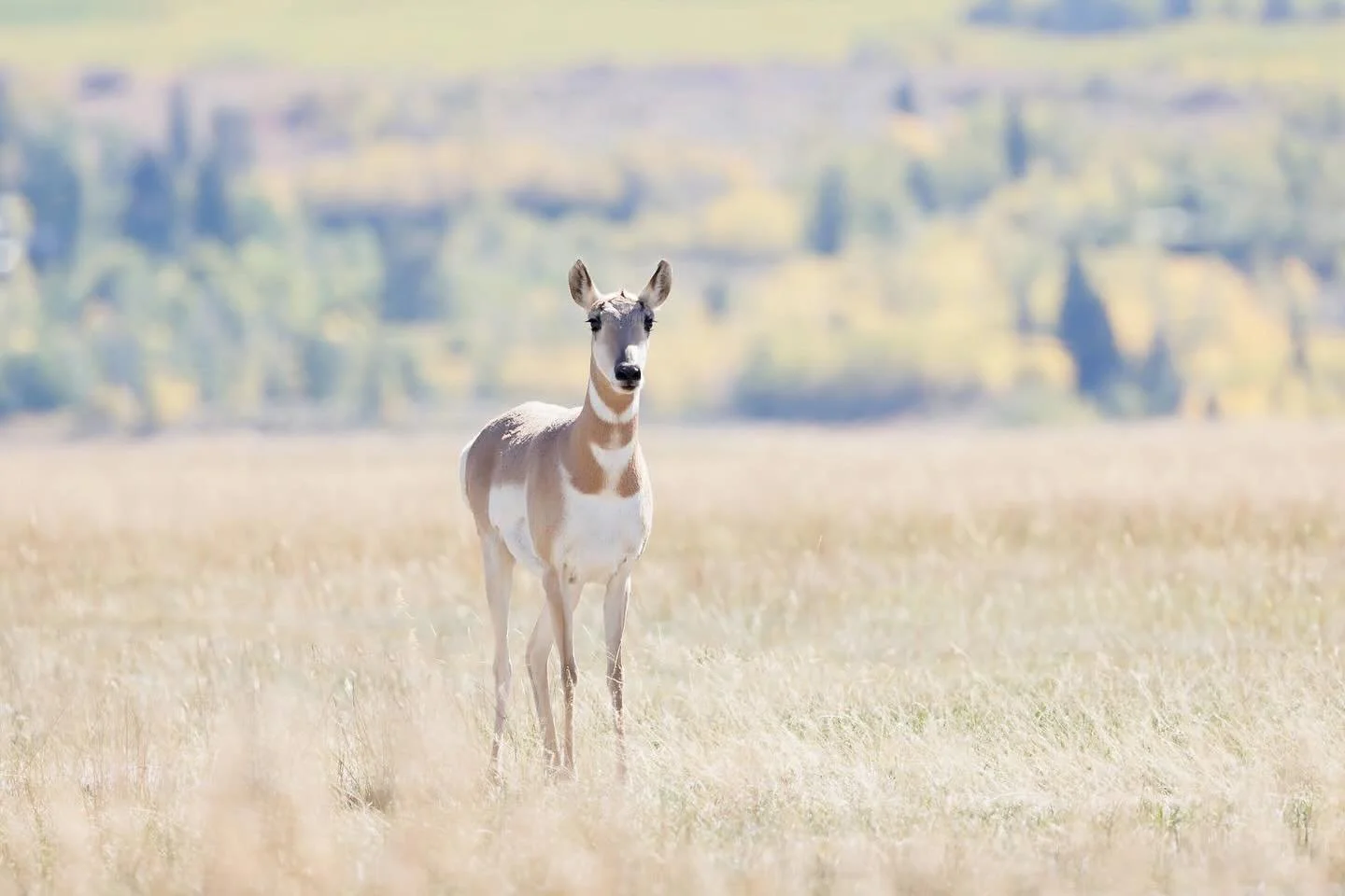 Such a pretty animal, as curious about us as we were about her/him. We felt fortunate that it came so close to us, although it didn&rsquo;t last long! Nature is amazing!

@grandtetonnps