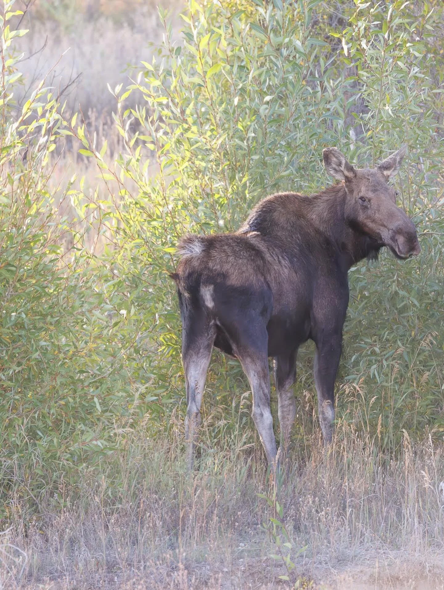 Enjoy Moose Monday!

If a moose could be considered &lsquo;sweet&rsquo;, this is the one!
