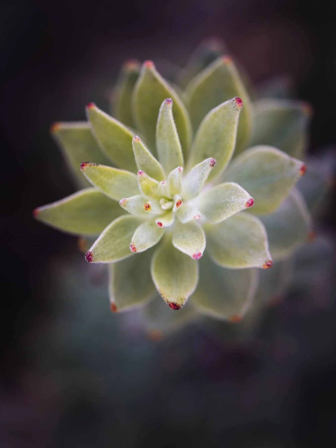 Our day at UCSC wasn&rsquo;t just about the hummingbirds. (See my post on Nov 7. )There was an abundance of macro opportunities as well. With @norcalwomenphotographers