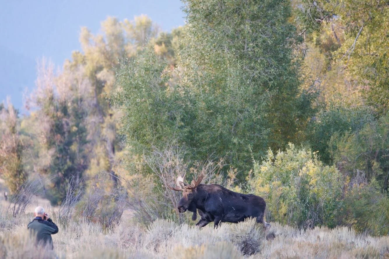 You are too close, sir! This man planted himself right near the path where several moose were crossing the road. Although my lens did compress the scene, he was still too close. (Two different bulls) Wildlife should not have to put up with this sort 