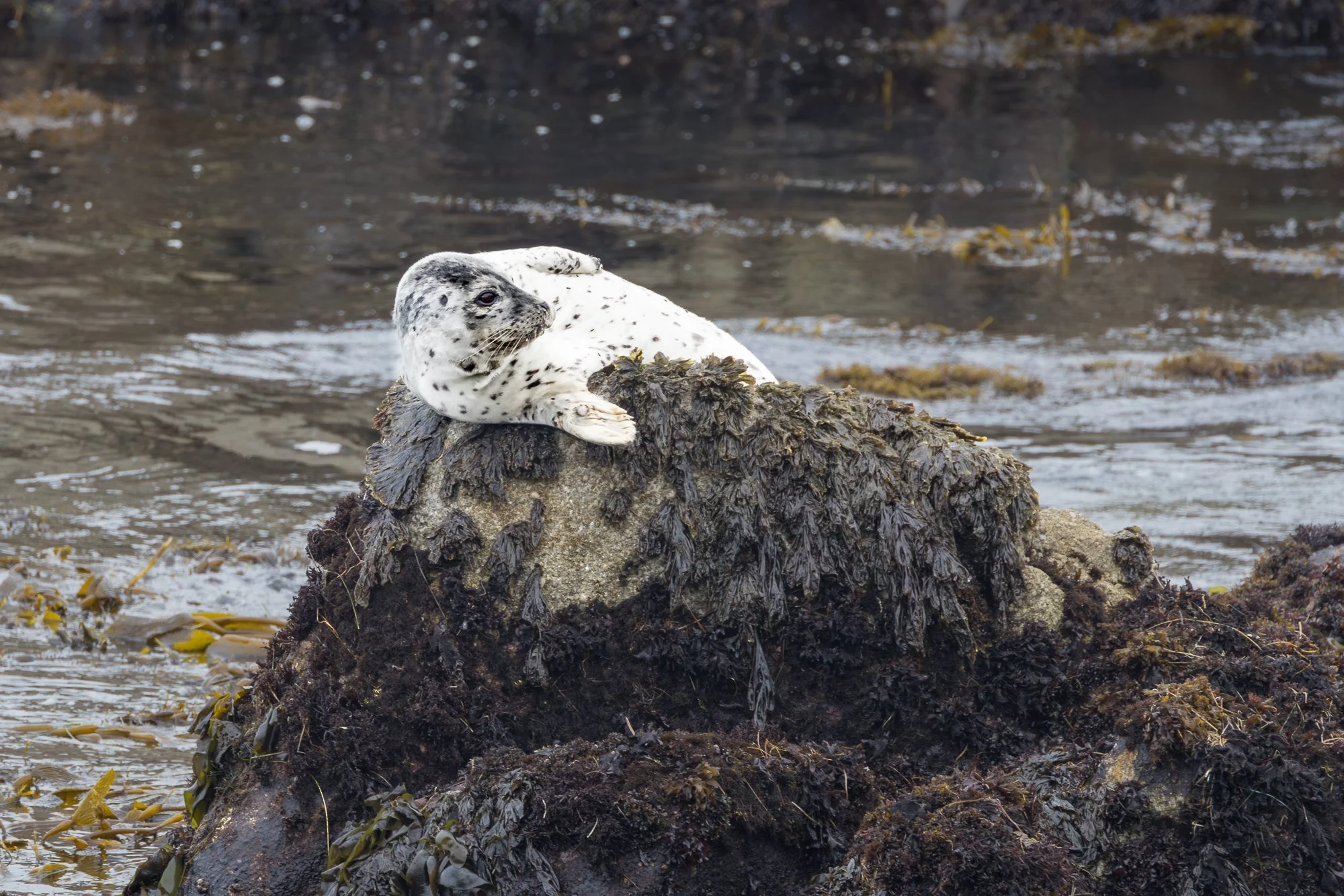 harbor-seal-monterey-©NadeenFlynnPhotography-1160.jpg