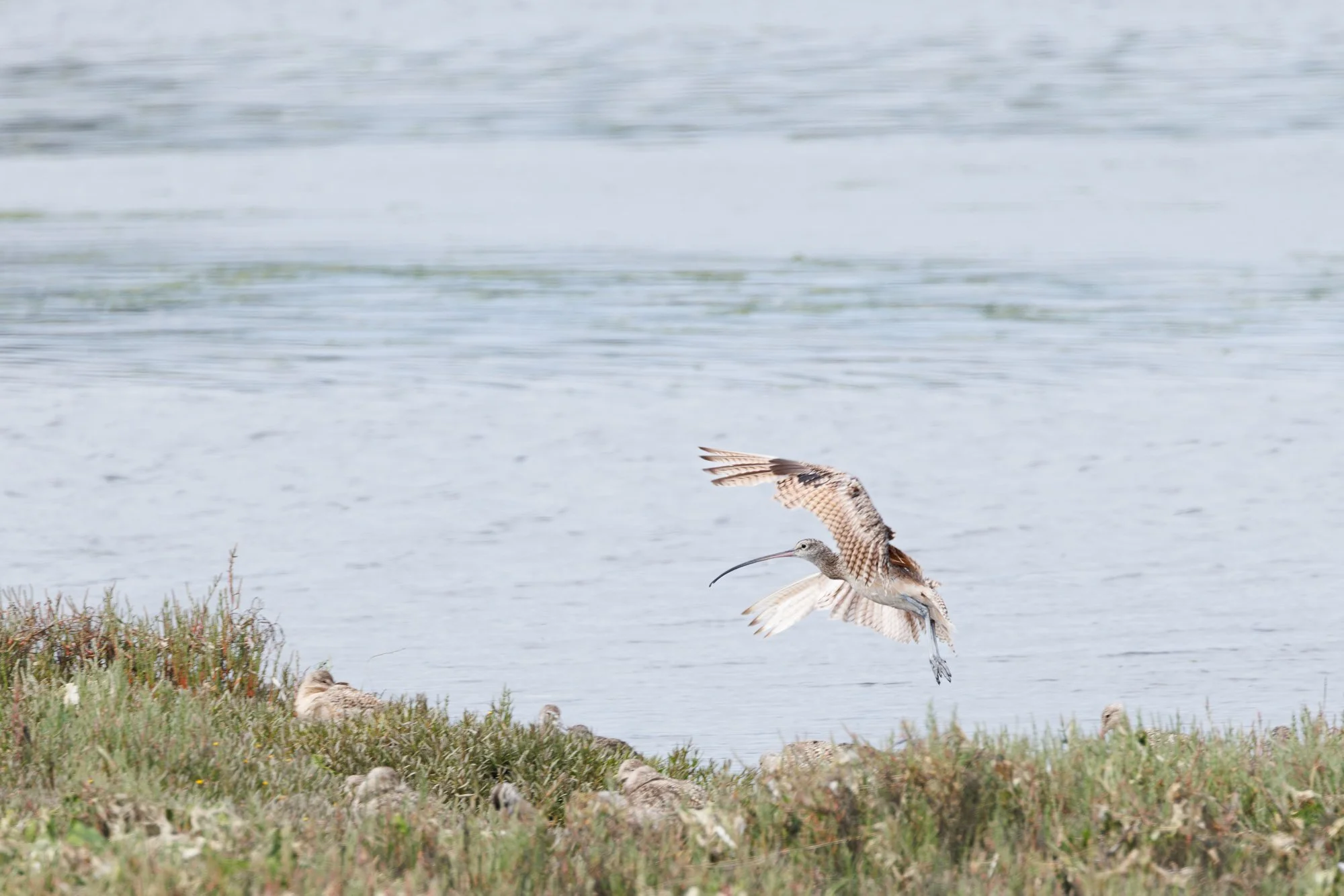 long-billed-curlew-moss-landing-©NadeenFlynnPhotography-1441.jpg