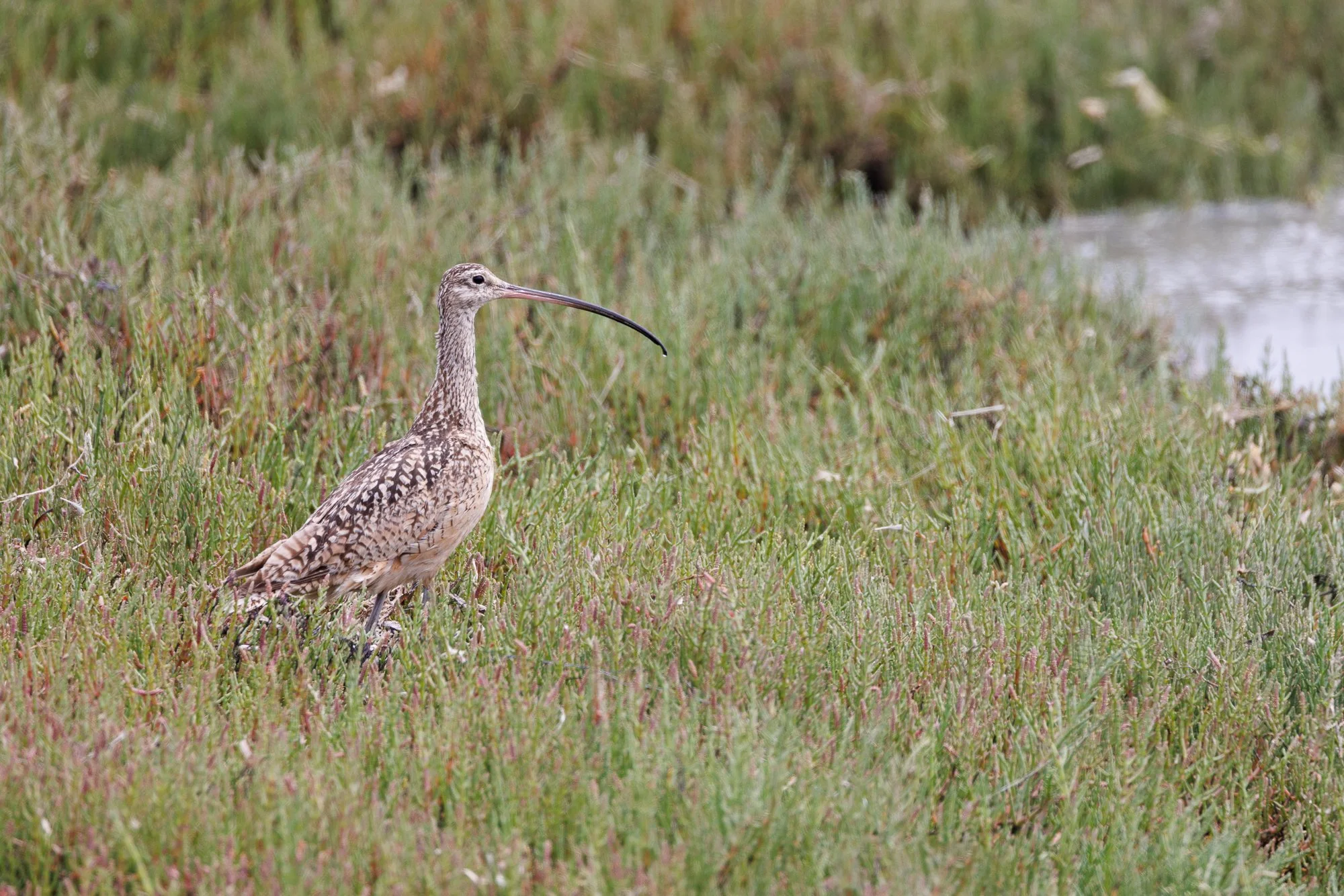 long-billed-curlew-moss-landing-©NadeenFlynnPhotography-1328.jpg