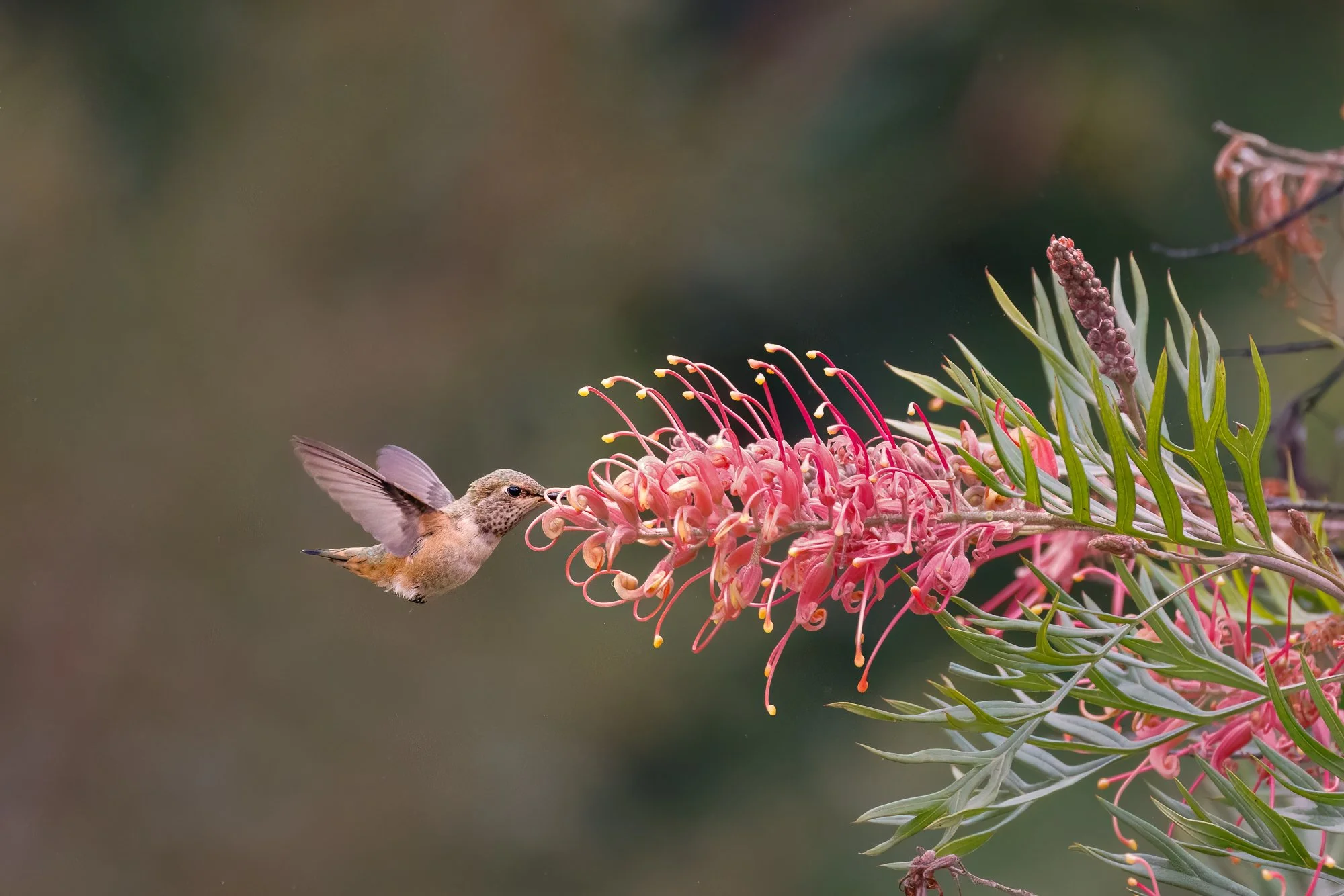 rufus-hummingbird-feeding-©NadeenFlynnPhotography-1676-.jpg