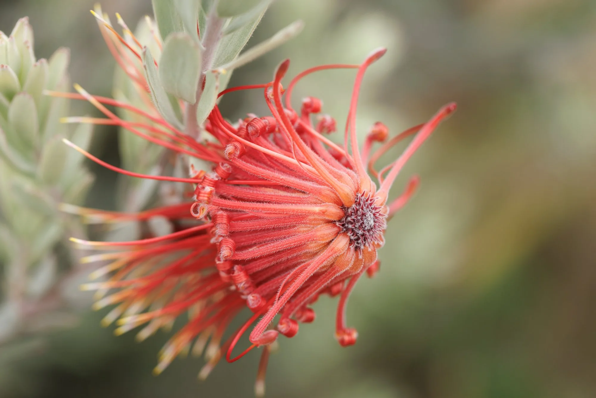 skyrocket-pincushion-©NadeenFlynnPhotography-1769.jpg