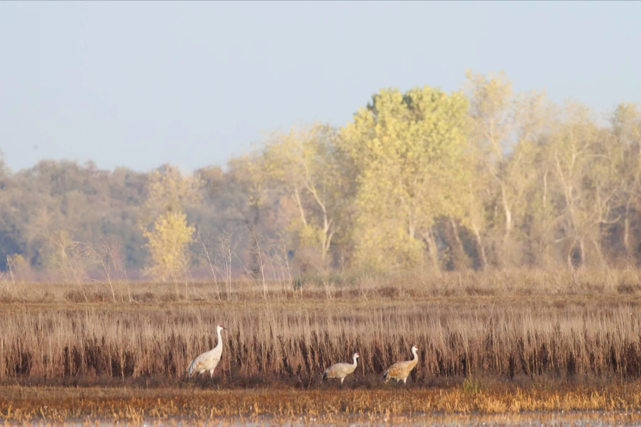 Sandhill Cranes 

Feeling very fortunate that the sandhill cranes migrate through our region annually with their huge size and unmistakable sounds. Such a delight to observe and photograph.

#rebels_nature 
#shoot_small 
#nanpapix #clickproelite  #ra