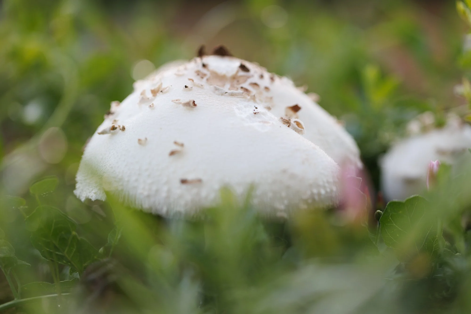 mushroom-orchard-©NadeenFlynnPhotography-1818.jpg