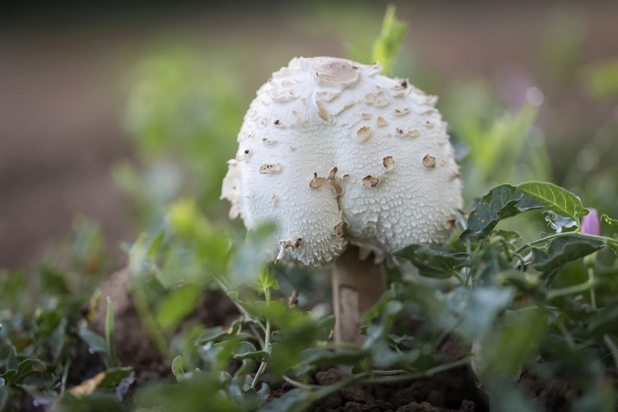 mushroom-orchard-©NadeenFlynnPhotography-1820-2.jpg
