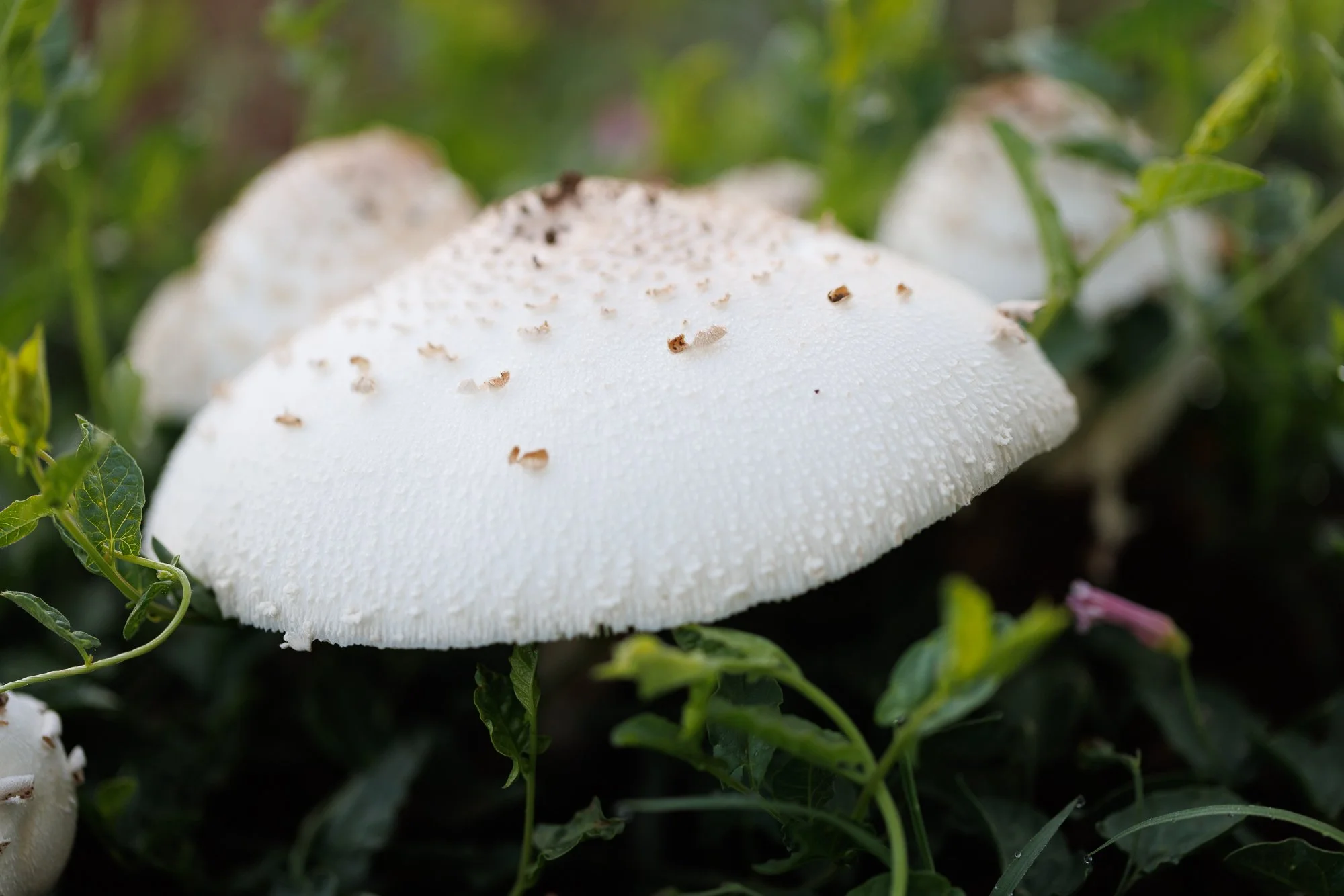 mushroom-orchard-©NadeenFlynnPhotography-1823.jpg