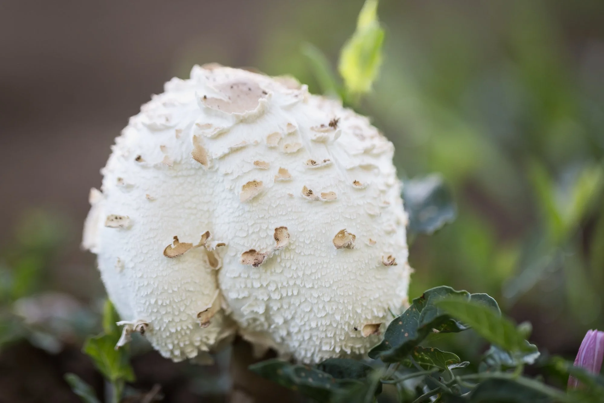 mushroom-orchard-©NadeenFlynnPhotography-1828-2.jpg