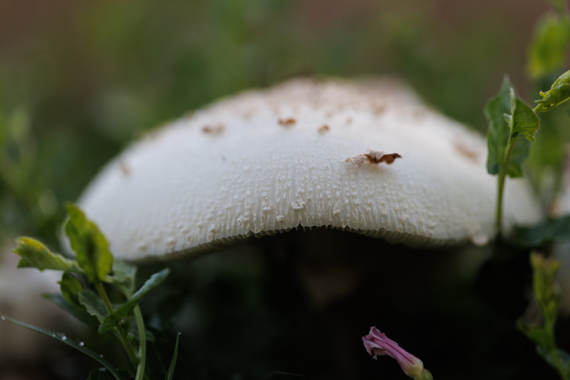 mushroom-orchard-©NadeenFlynnPhotography-1831.jpg