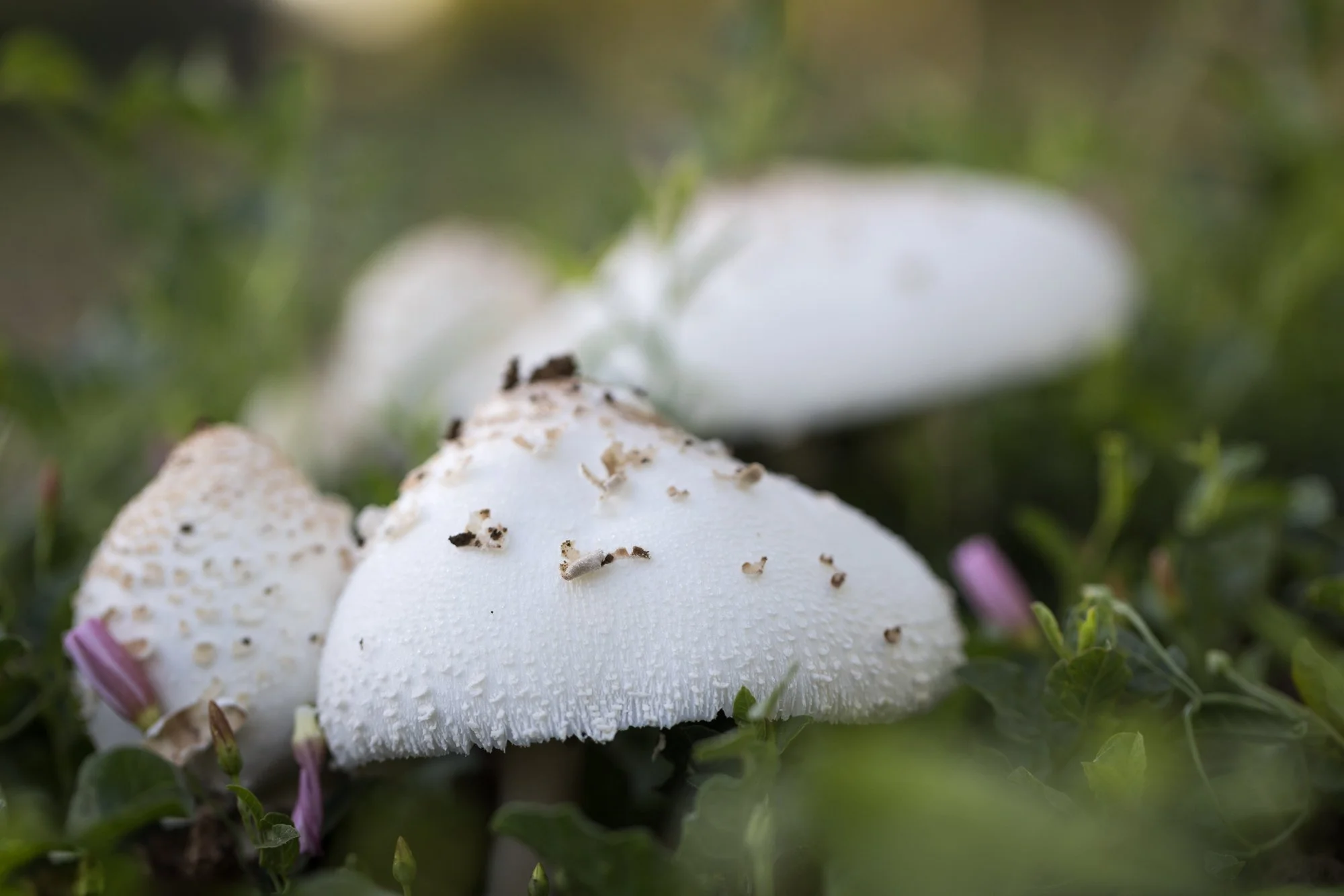 mushroom-orchard-©NadeenFlynnPhotography-1834-2.jpg