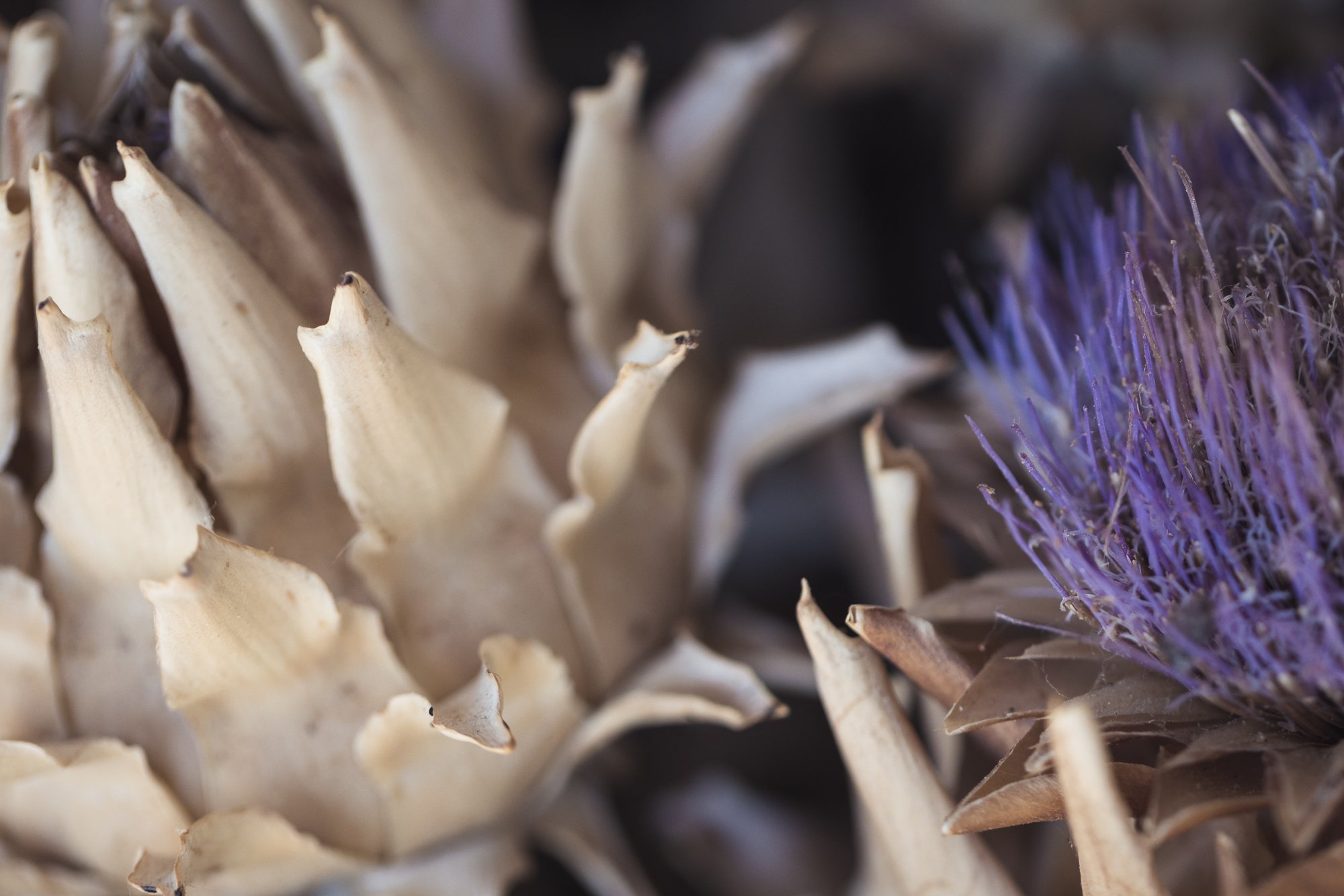 artichoke-park-winter-flowers-©NadeenFlynnPhotography-1849.jpg