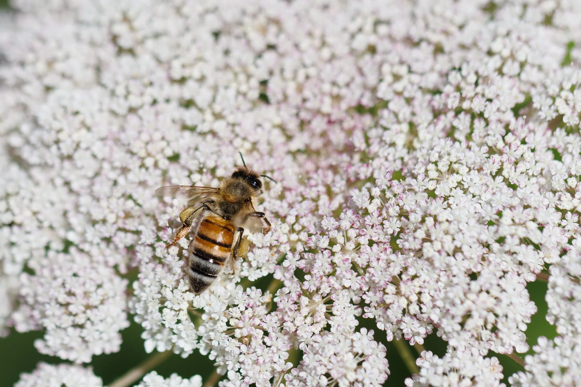 bee-QA-lace-©NadeenFlynnPhotography-1851.jpg