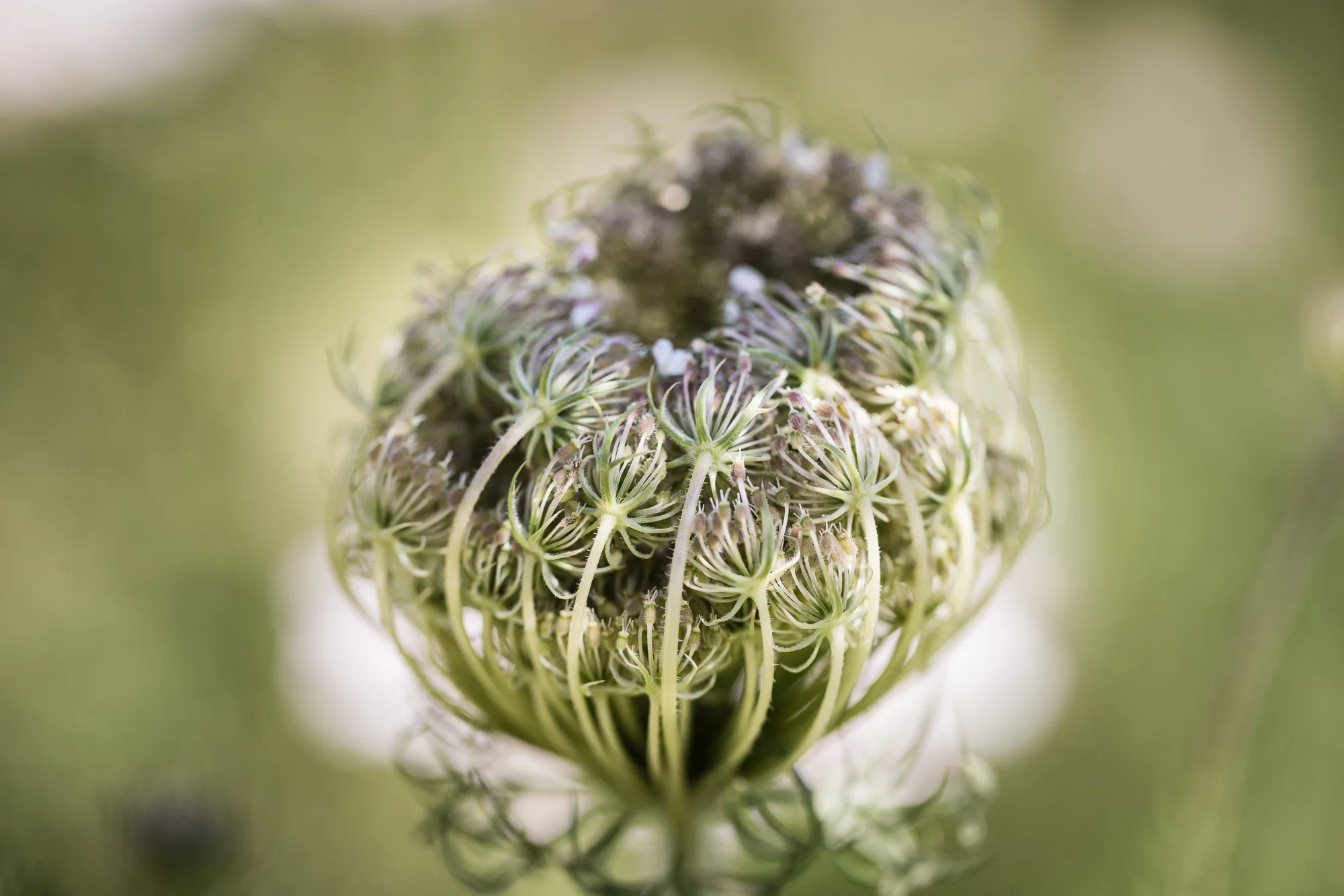 QA-lace-park-winter-flowers-©NadeenFlynnPhotography-1855.jpg