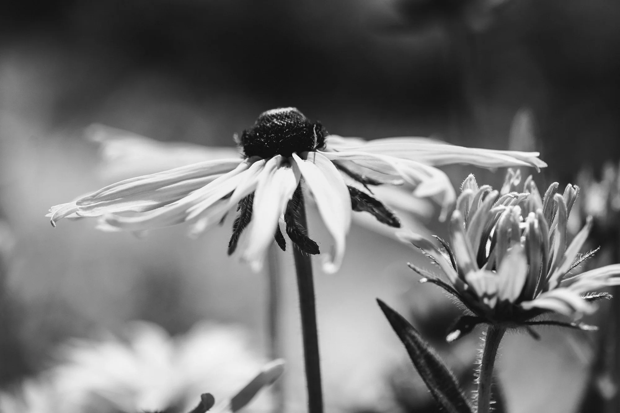 black-eyed-susan-BW-park-winter-flowers-©NadeenFlynnPhotography-1864.jpg