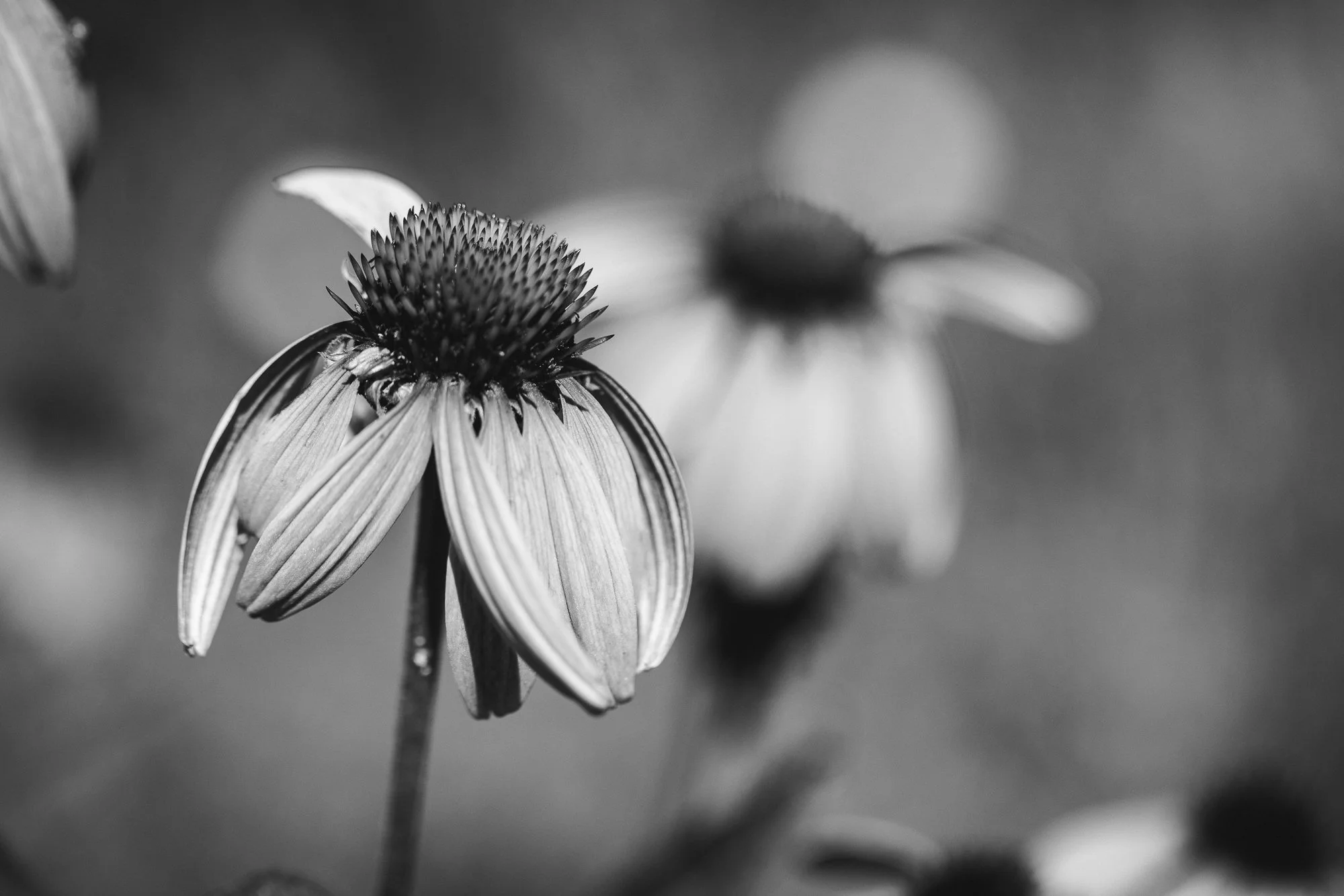 cone-flower-BW-park-winter-flowers-©NadeenFlynnPhotography-1859.jpg
