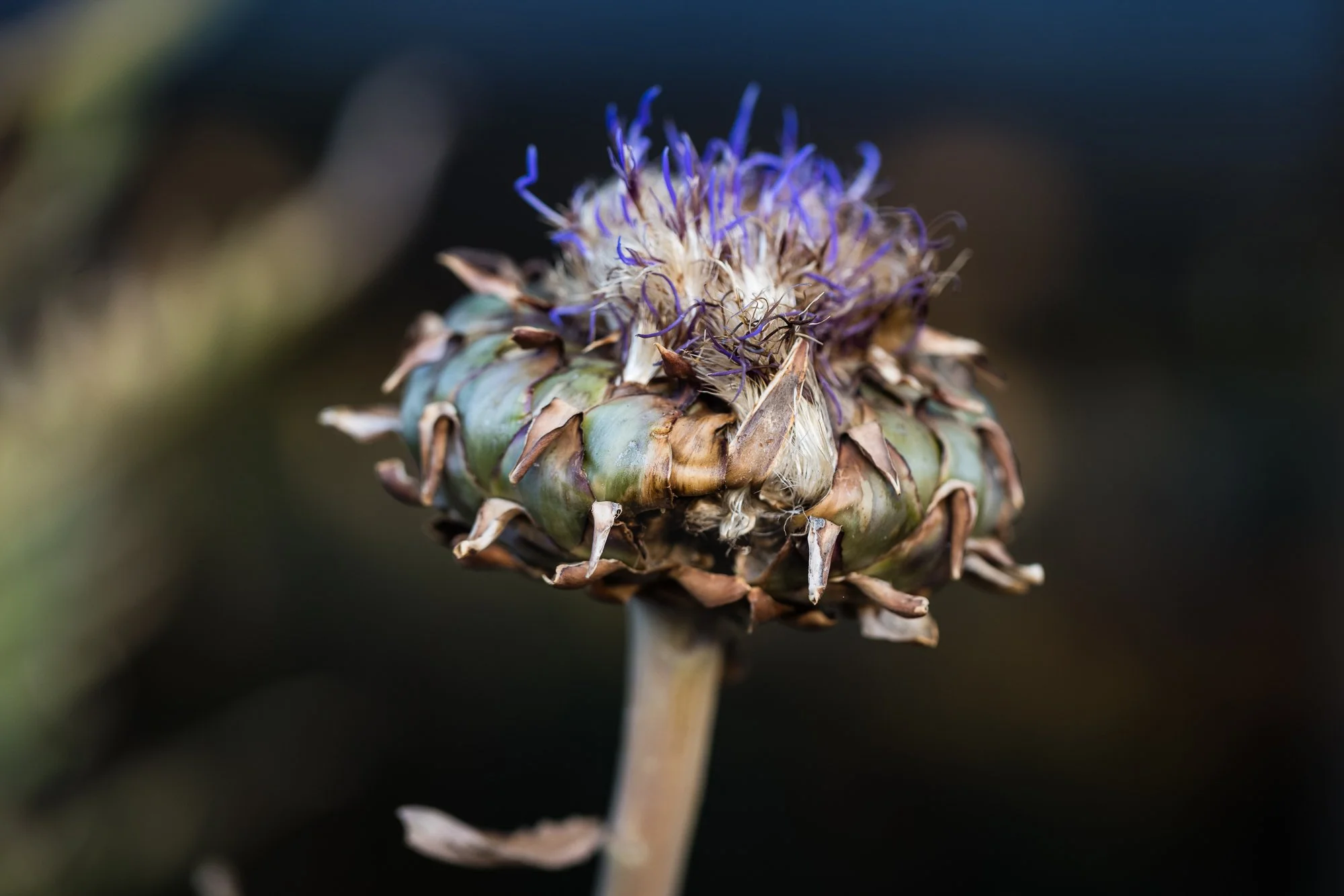 artichoke-OR-garden-resort-©NadeenFlynnPhotography-1878.jpg
