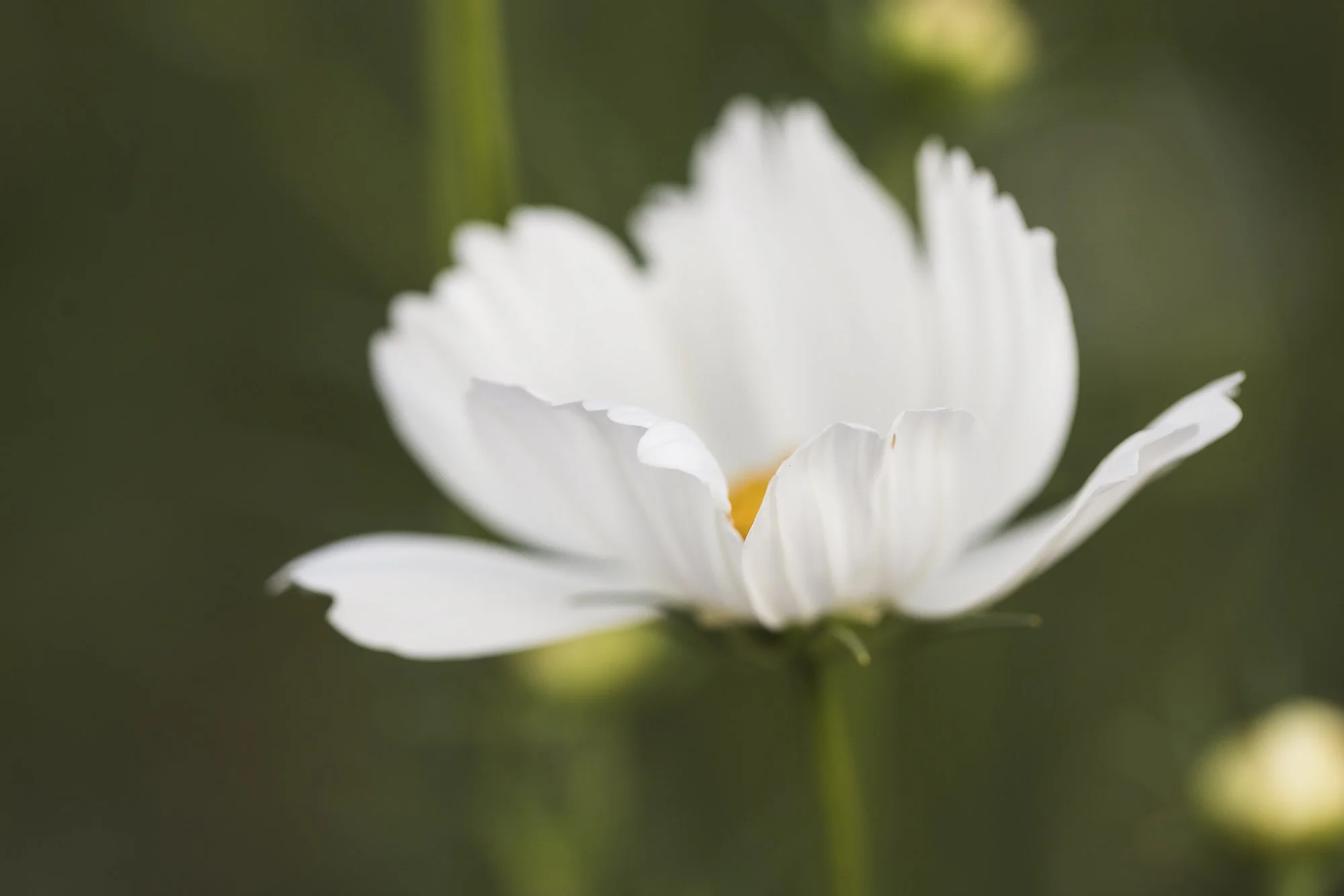 white-bloom-OR-garden-resort-©NadeenFlynnPhotography-1901.jpg