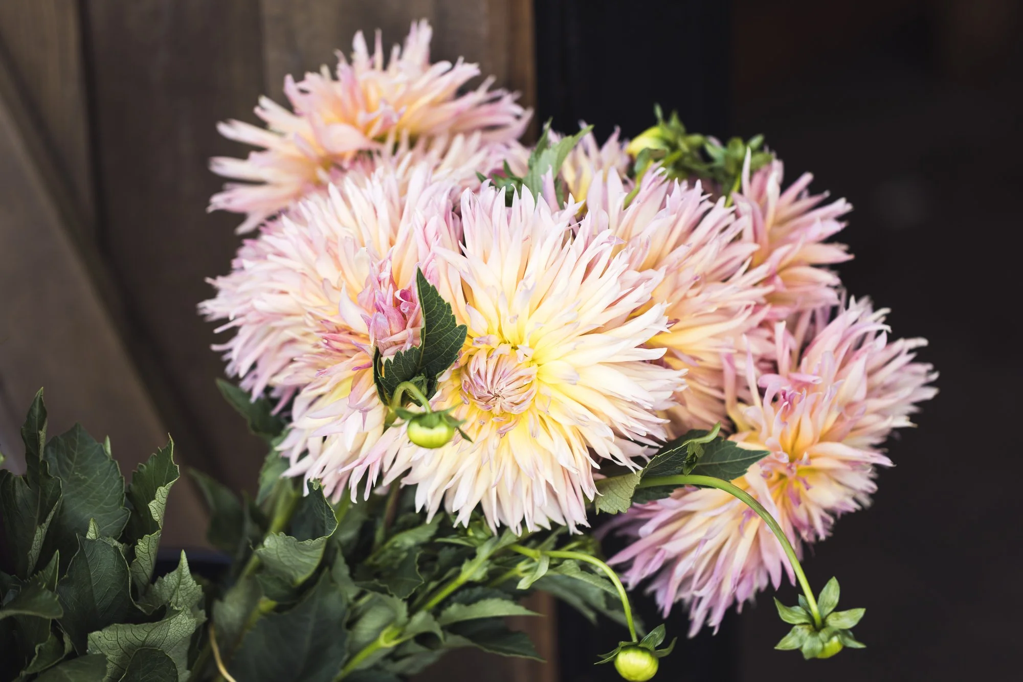 dahlia-bouquet-OR-swan-island-©NadeenFlynnPhotography-2044.jpg