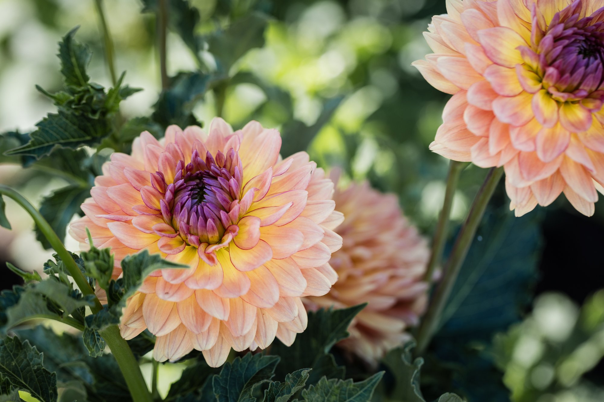 dahlia-OR-swan-island-©NadeenFlynnPhotography-1953.jpg
