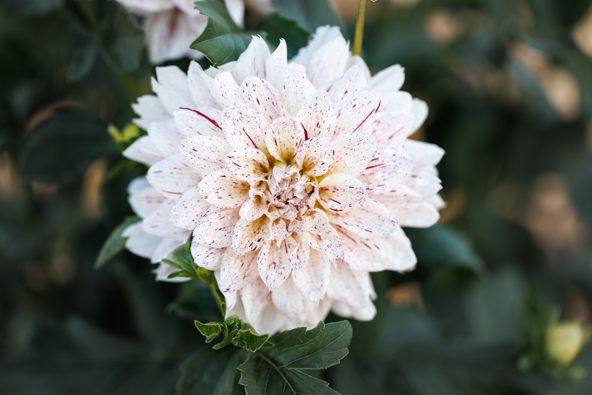 dahlia-speckled-OR-swan-island-©NadeenFlynnPhotography-1990.jpg
