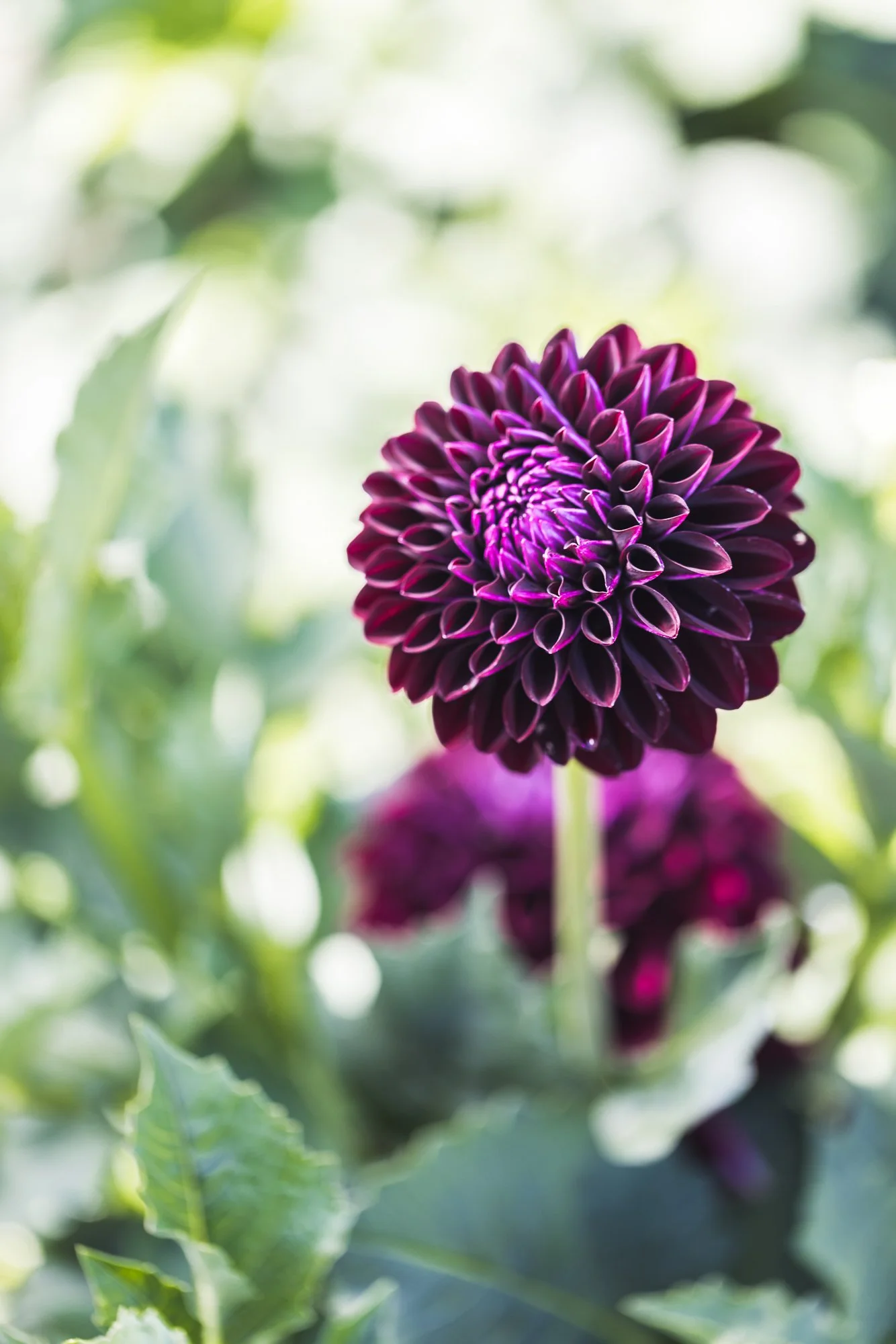 purple-dahlia-OR-swan-island-©NadeenFlynnPhotography-2022.jpg