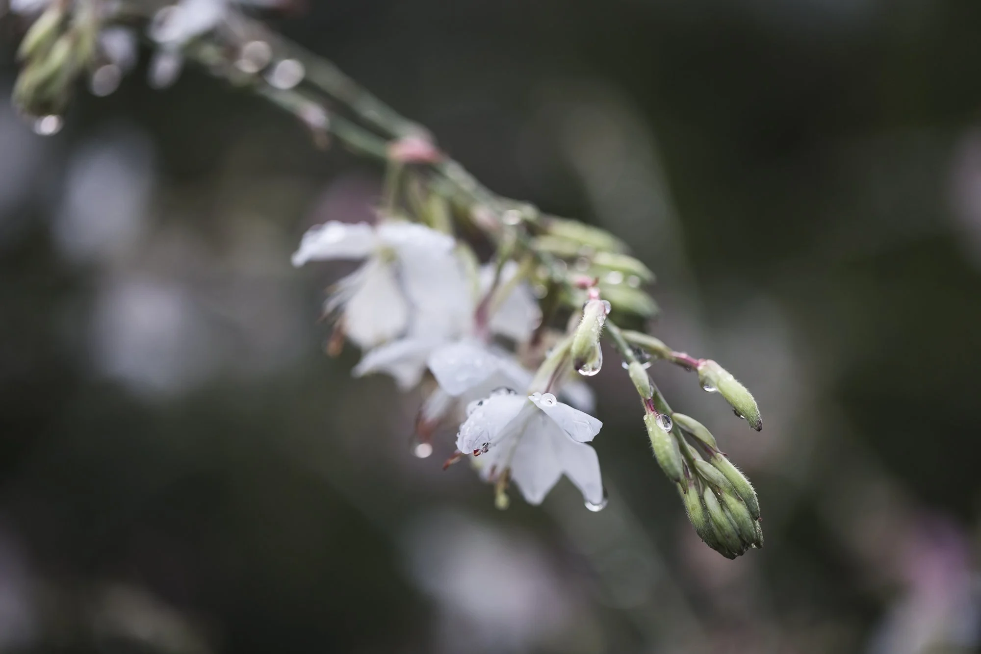white-blossom-OR-garden-resort-©NadeenFlynnPhotography-1913.jpg