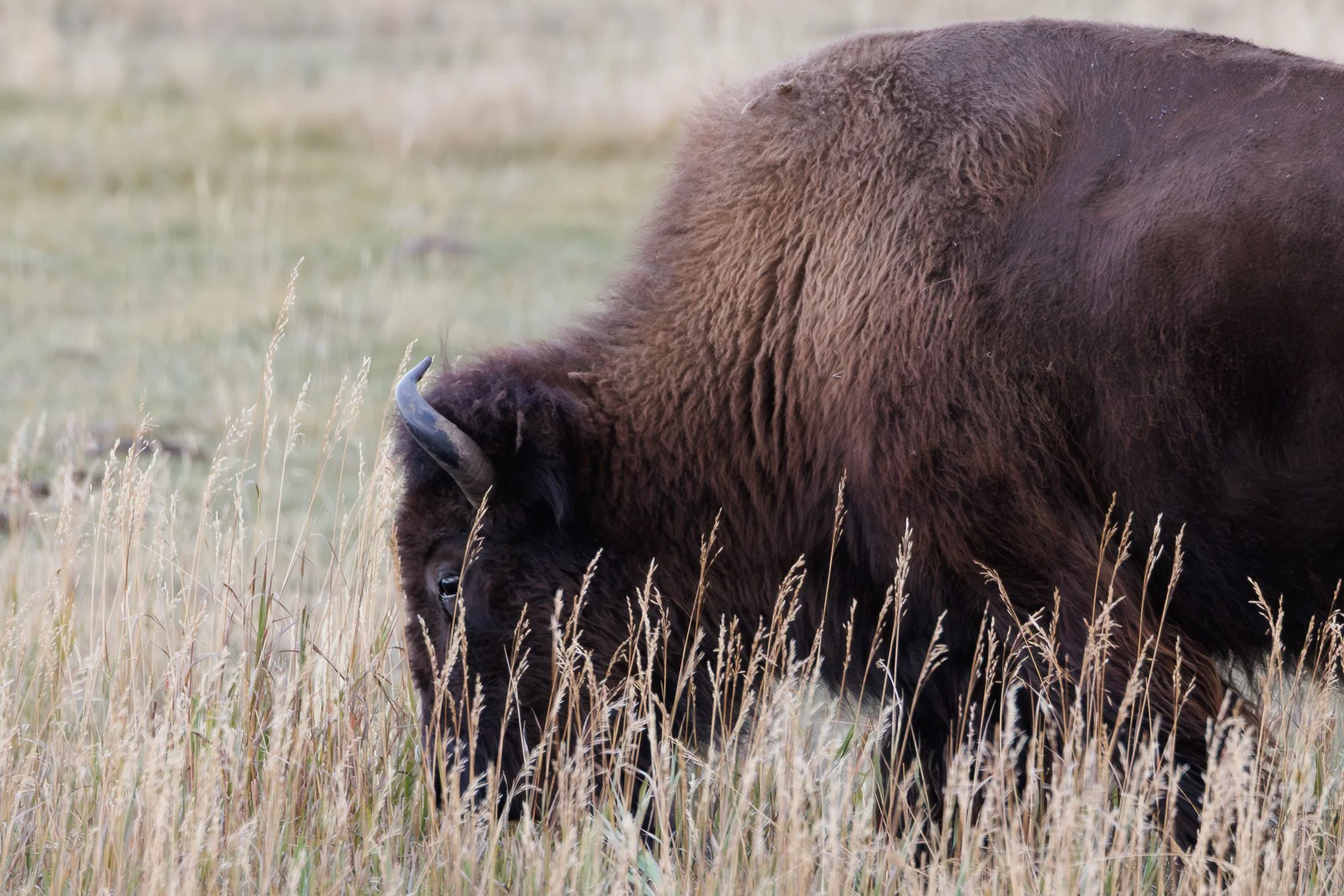 bison-tall-grass-©NadeenFlynnPhotography-2644.jpg