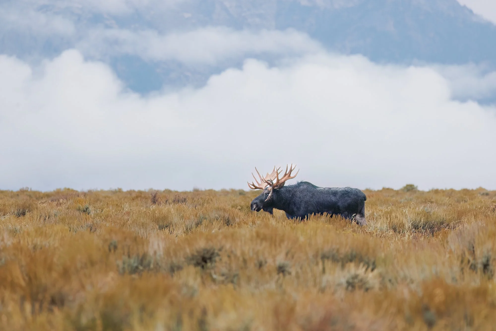 moose-walking-in-field-©NadeenFlynnPhotography-2304-.jpg