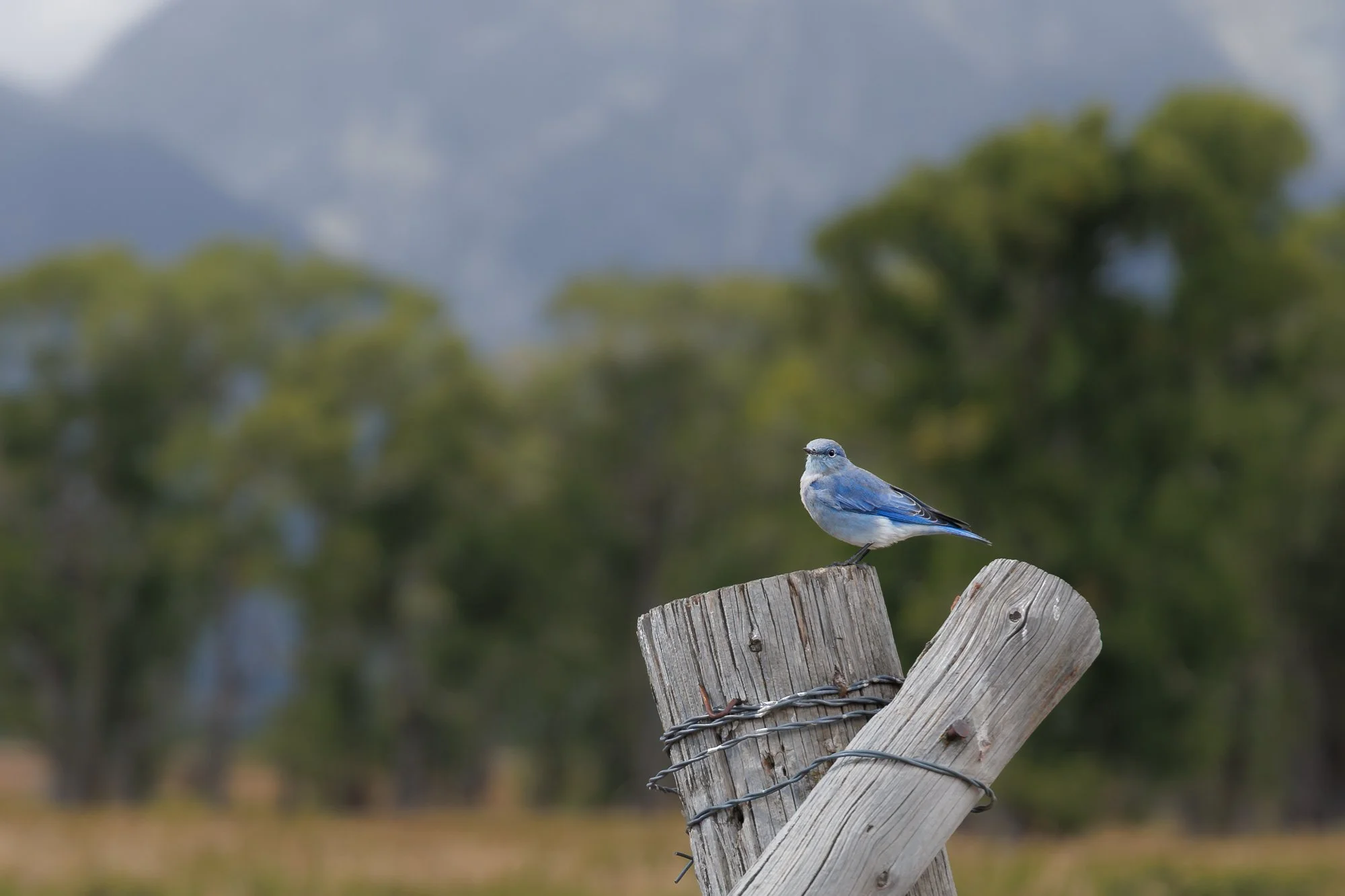 mountain-bluebird-©NadeenFlynnPhotography-3445.jpg
